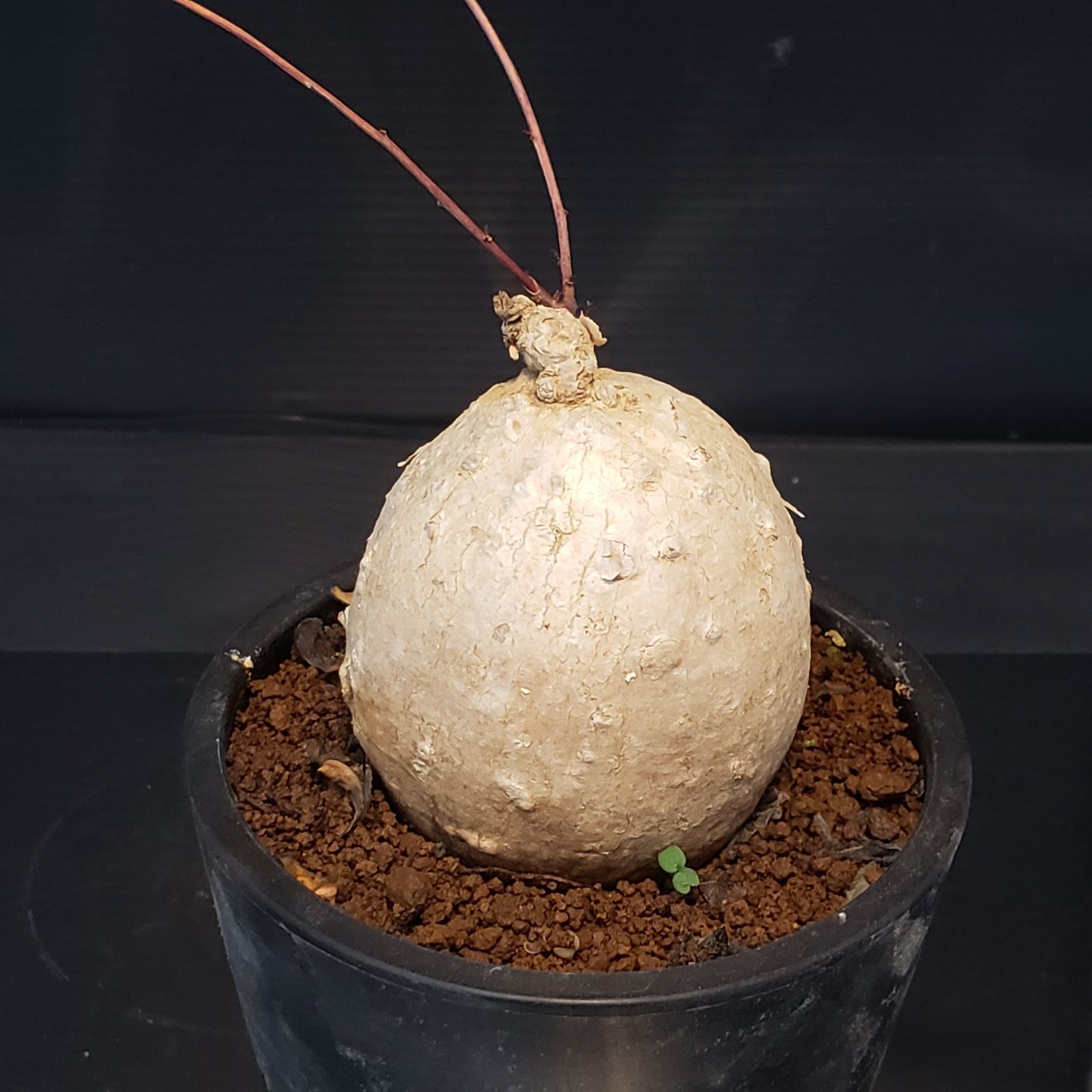 【ユーフォルビア・イポメア　ボルジアーナ】　現地球発根活着済み。 ユーフォルビア・イポメア ボルジアーナ】 現地球発根活着済み。