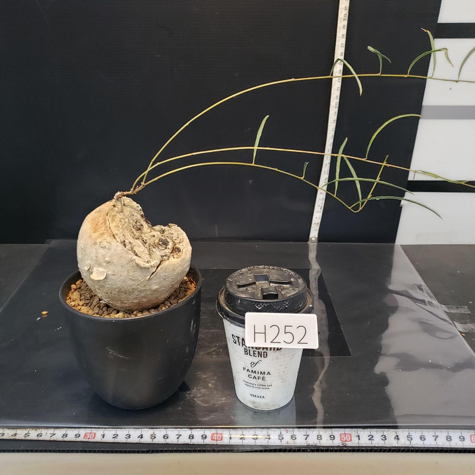 H252【自社養生株】イポメア ボルジアーナ（現地球・発根株・鉢植え