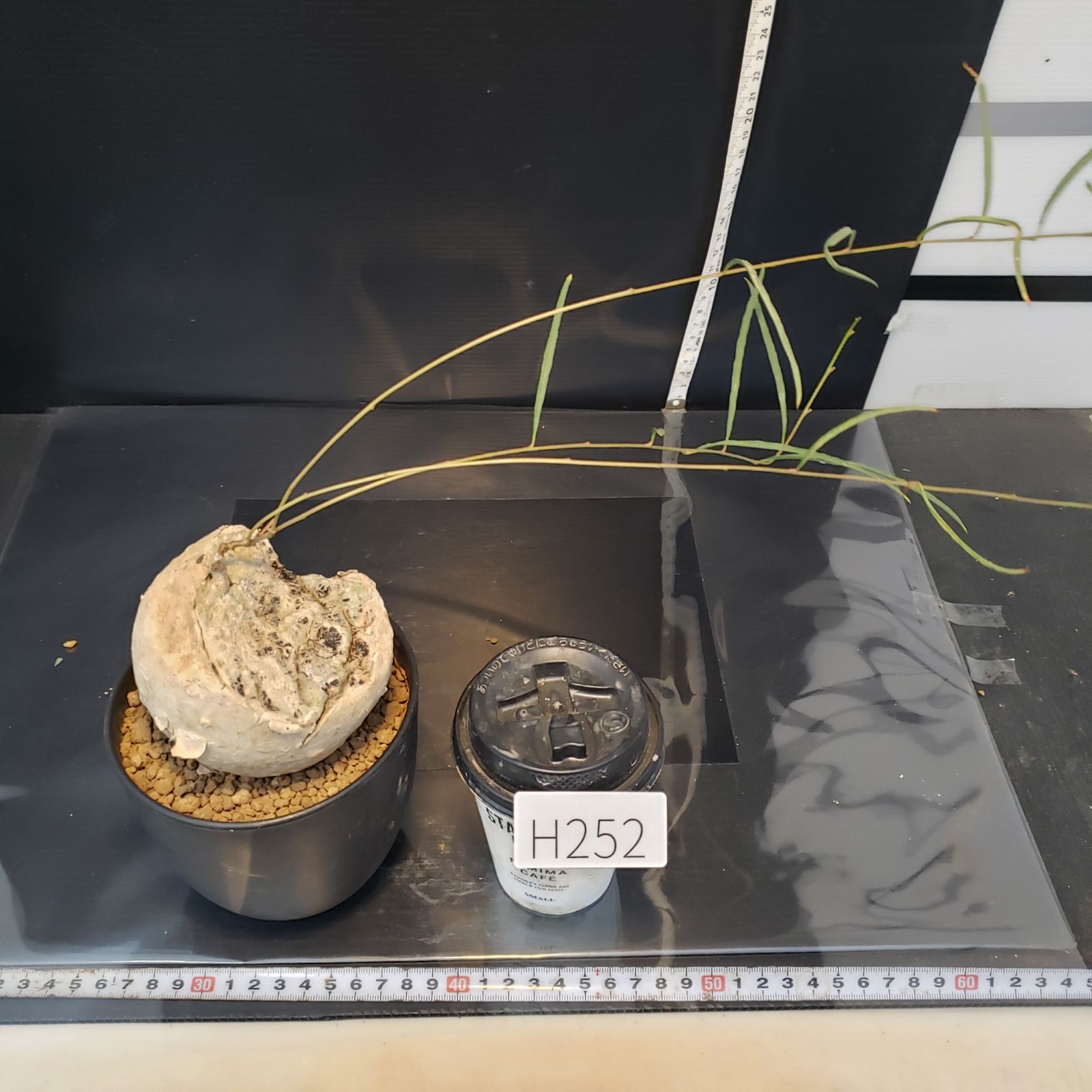 H252【自社養生株】イポメア ボルジアーナ（現地球・発根株・鉢植え