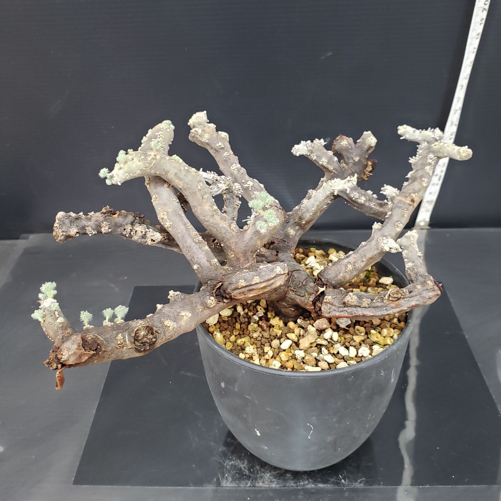 H254【自社養生株】モンソニア ムルチフィダ（現地球・発根株・鉢植え