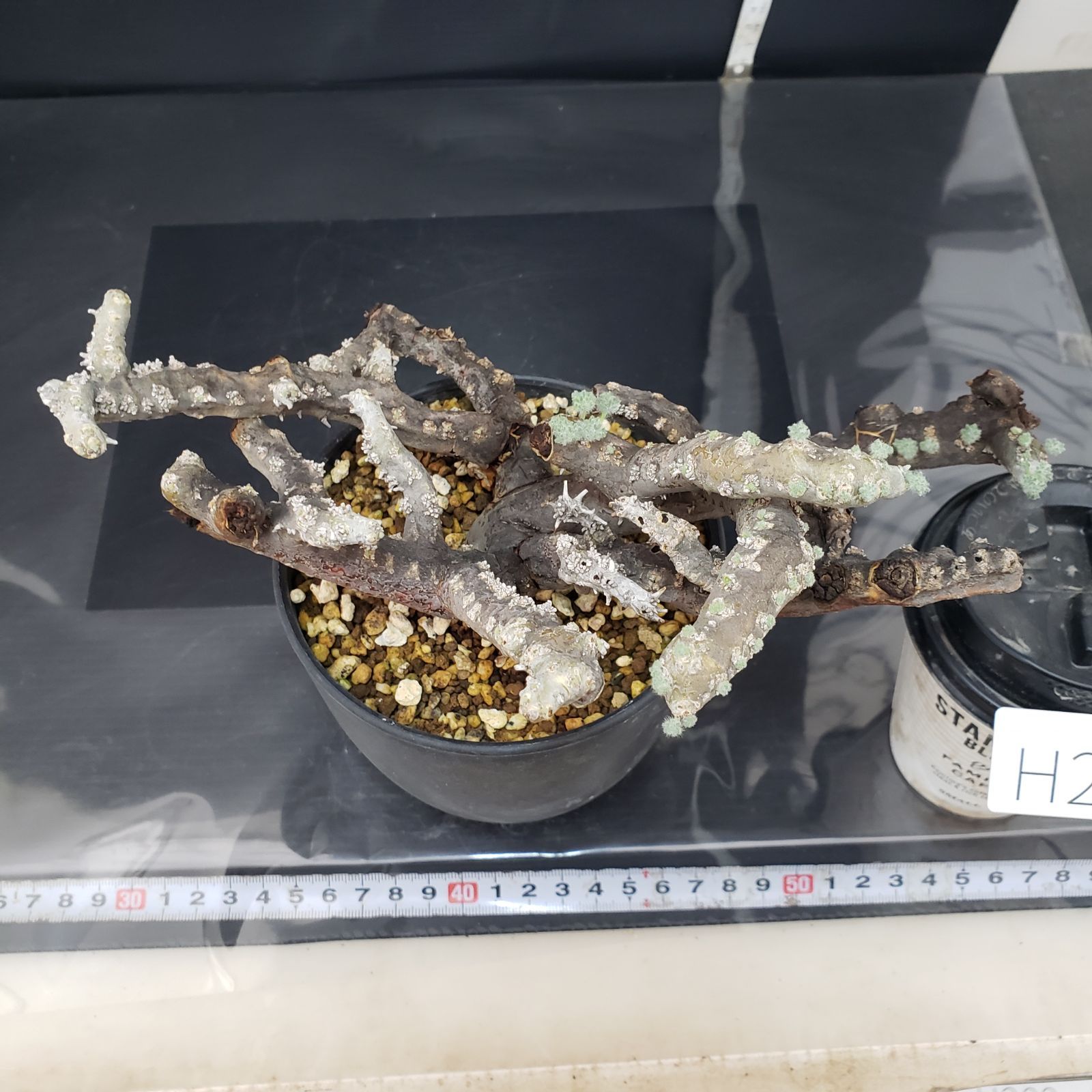 モンソニア　ムルチ　発根済み H254【自社養生株】モンソニア ムルチフィダ（現地球・発根株・鉢植え