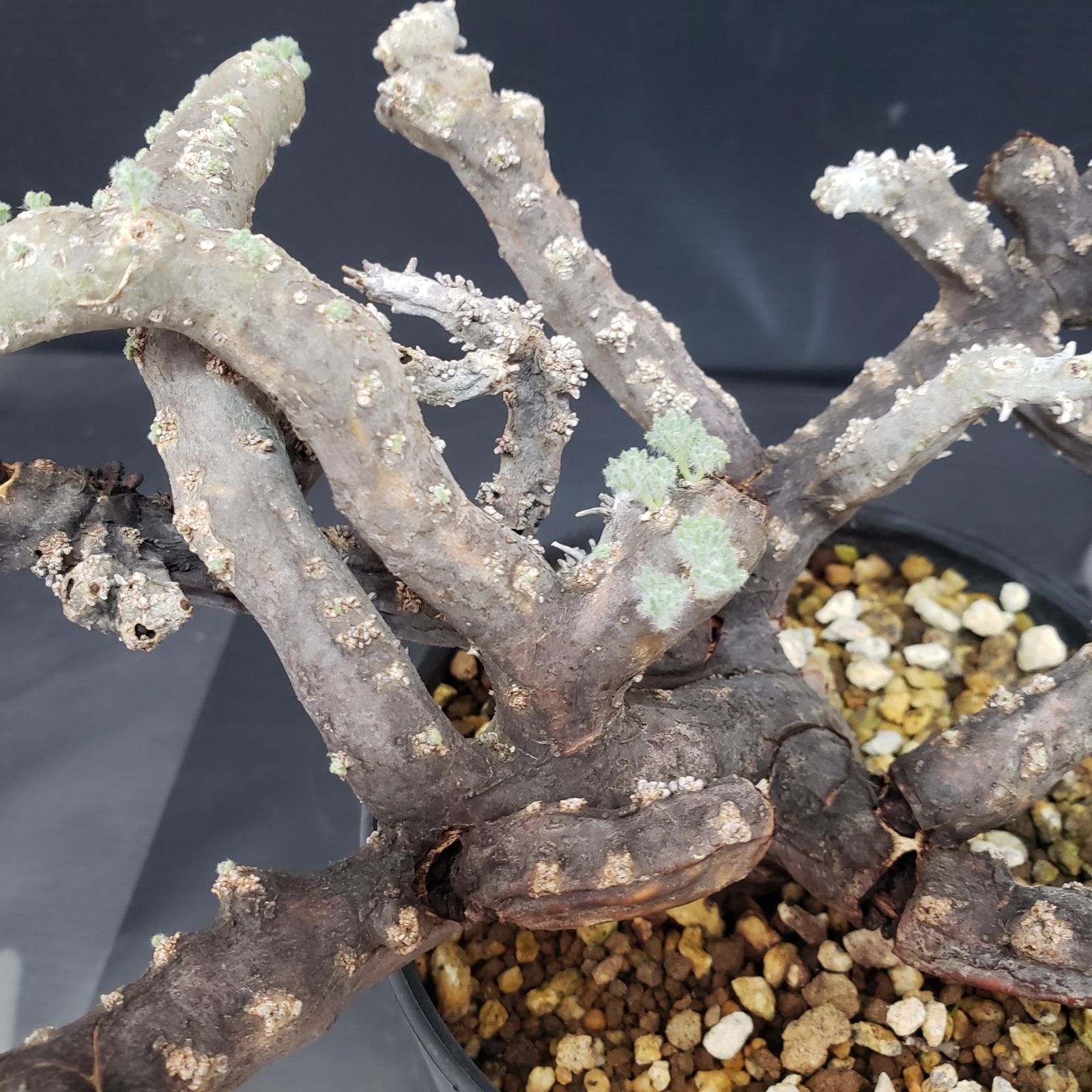 モンソニアムルチフィダ現地球発根済み モンソニアムルチフィダ 発根済み 鉢付き この冬に発根管理した植物