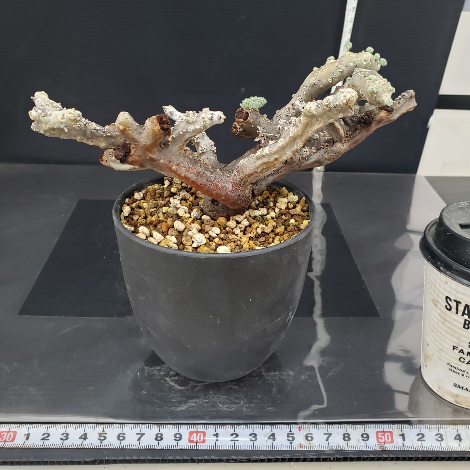 H254【自社養生株】モンソニア ムルチフィダ（現地球・発根株・鉢植え