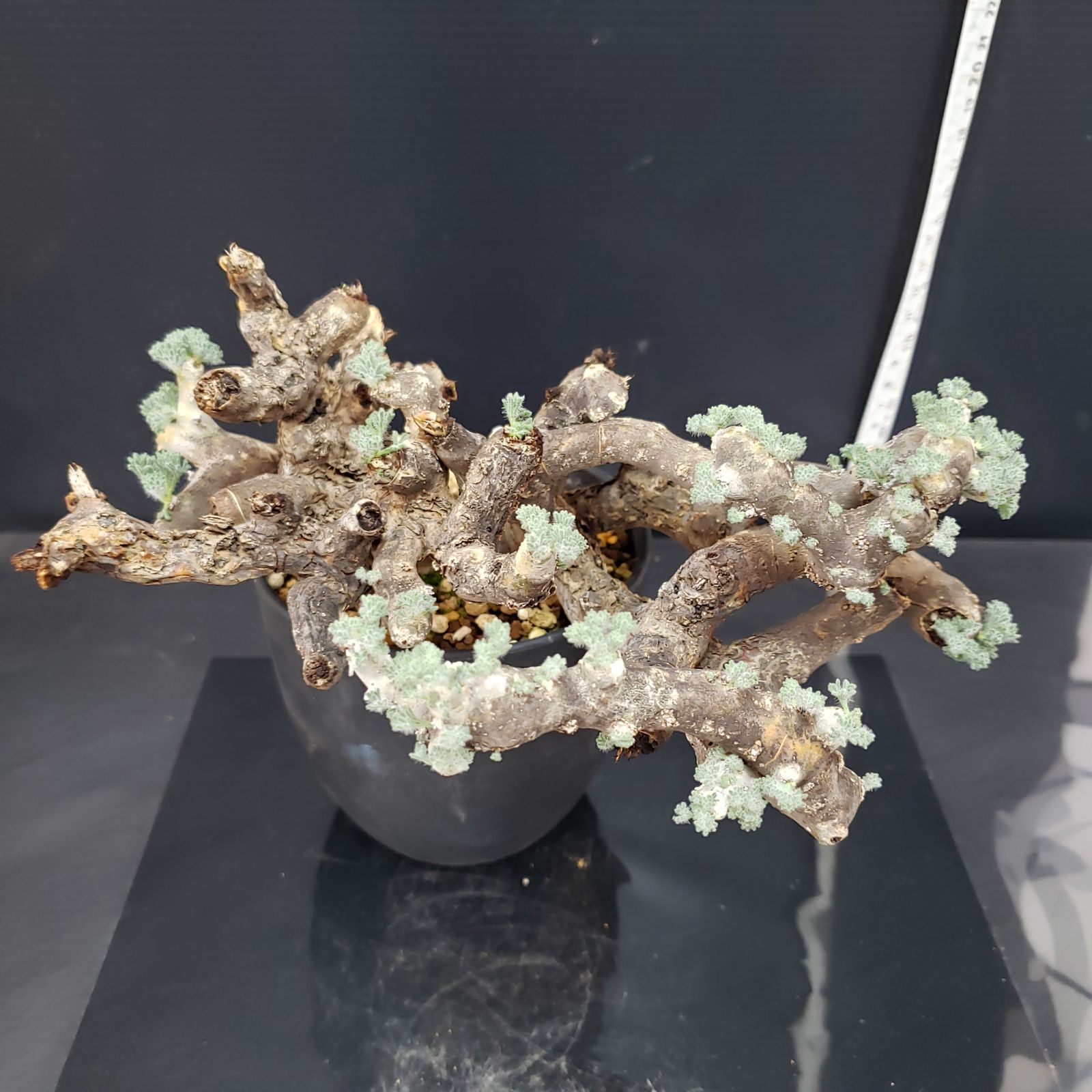 H255【自社養生株】モンソニア ムルチフィダ（現地球・発根株・鉢植え