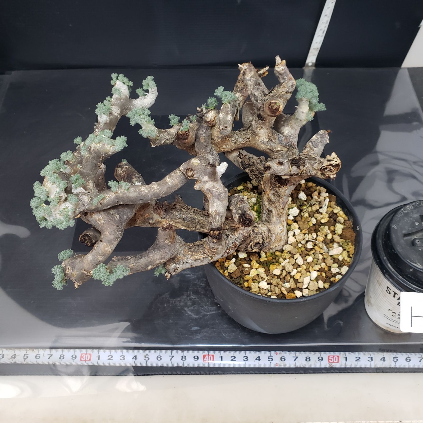 H255【自社養生株】モンソニア ムルチフィダ（現地球・発根株・鉢植え