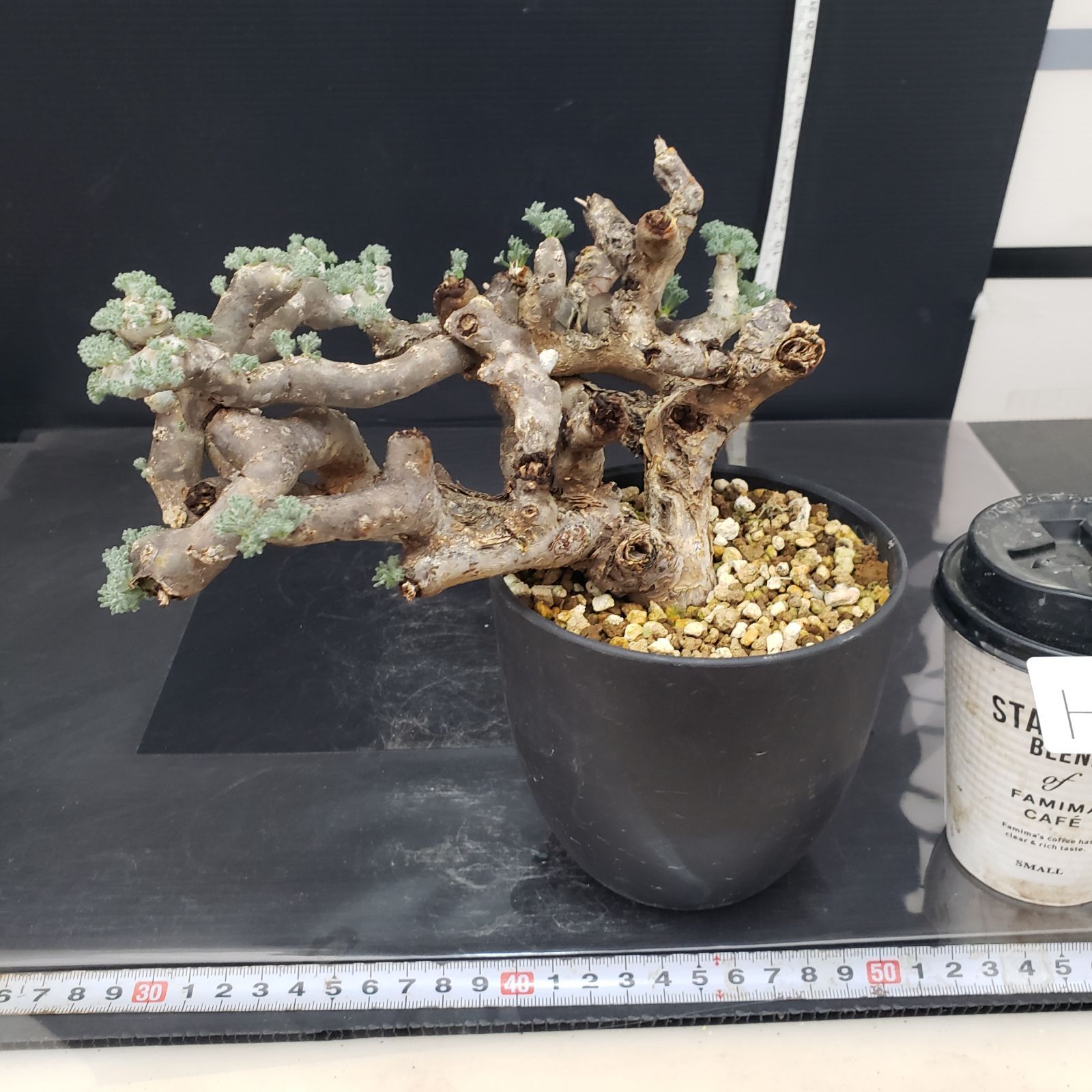 H255【自社養生株】モンソニア ムルチフィダ（現地球・発根株・鉢植え