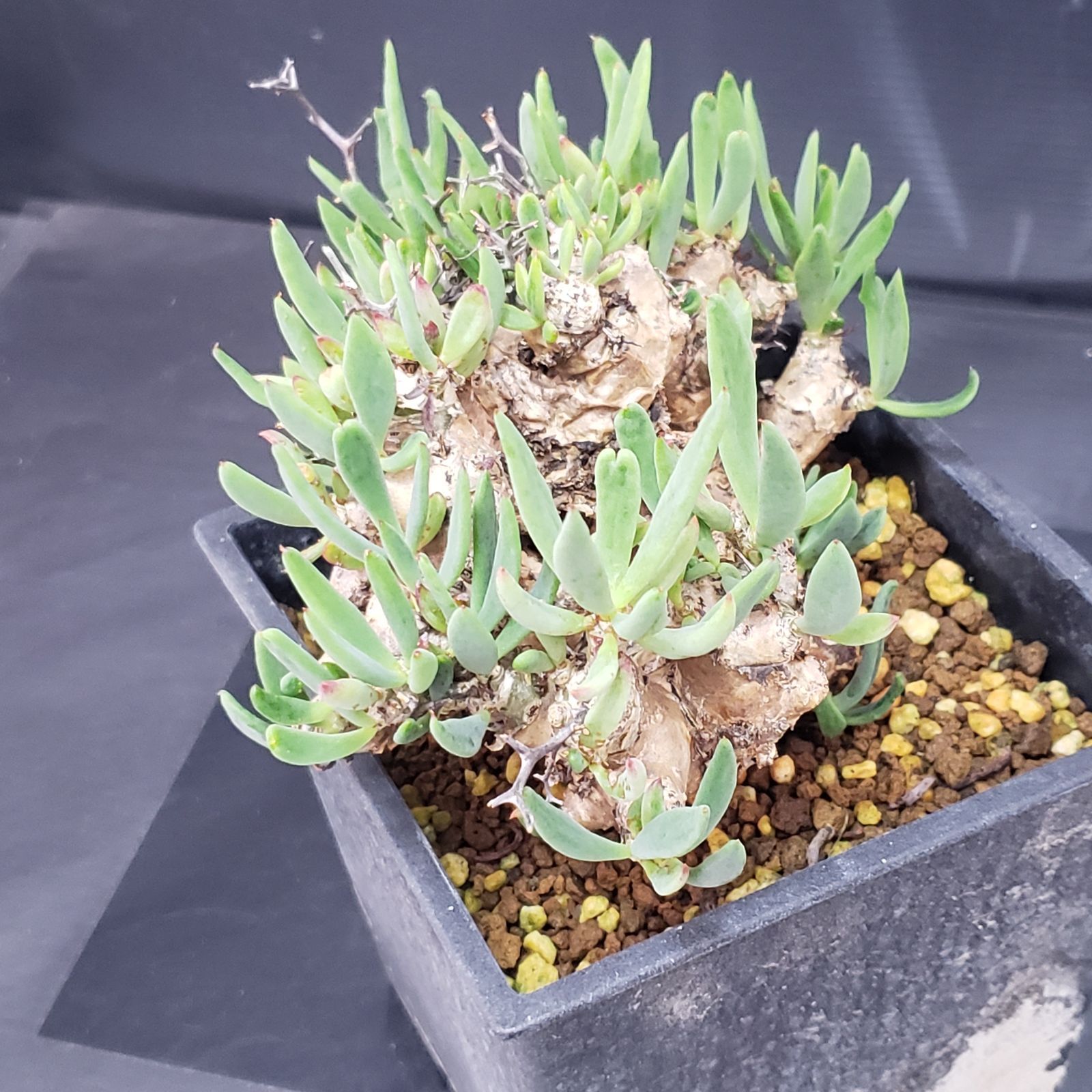 H256【自社養生株】チレコドン レティキュラータス 万物想（現地球・発