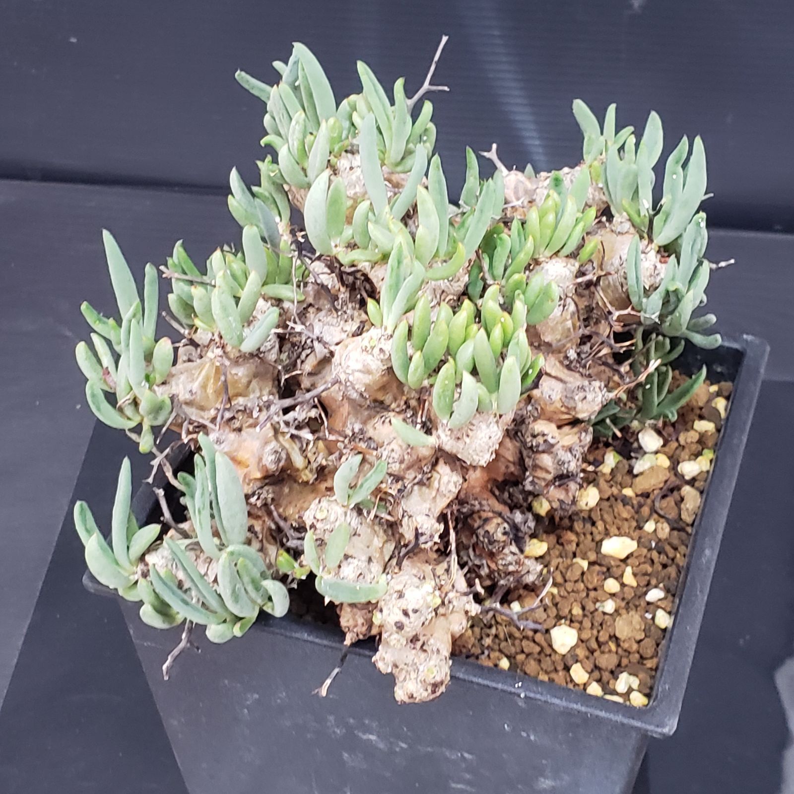 H257【自社養生株】チレコドン レティキュラータス 万物想（現地球・発