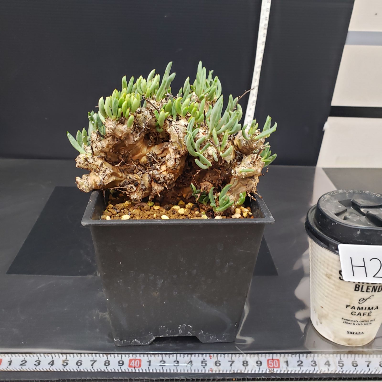 万物想　チレコドン　レティキュラータス 現地球　塊根植物 H237【自社養生株】チレコドン レティキュラータス 万物想（現地球・発