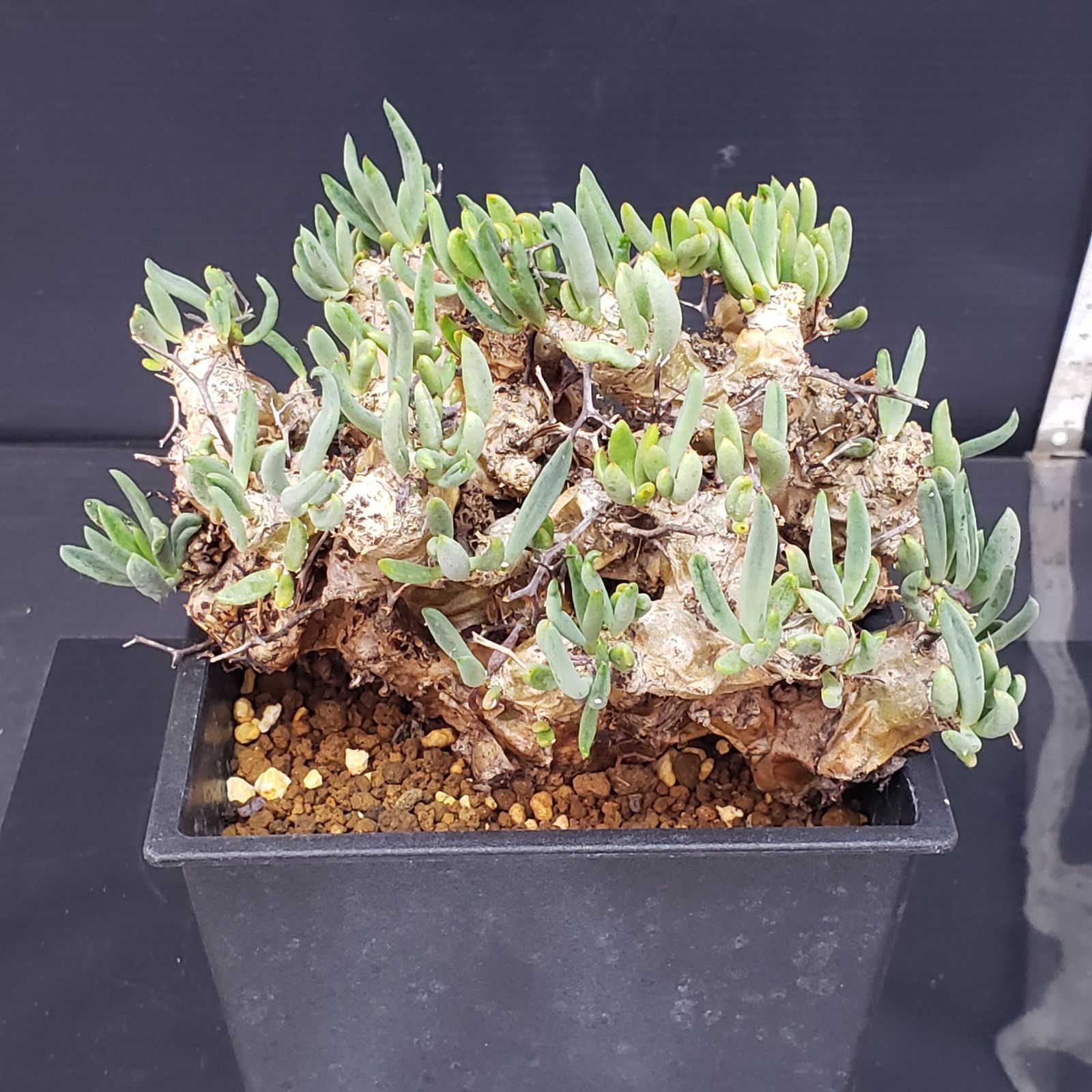 H257【自社養生株】チレコドン レティキュラータス 万物想（現地球・発