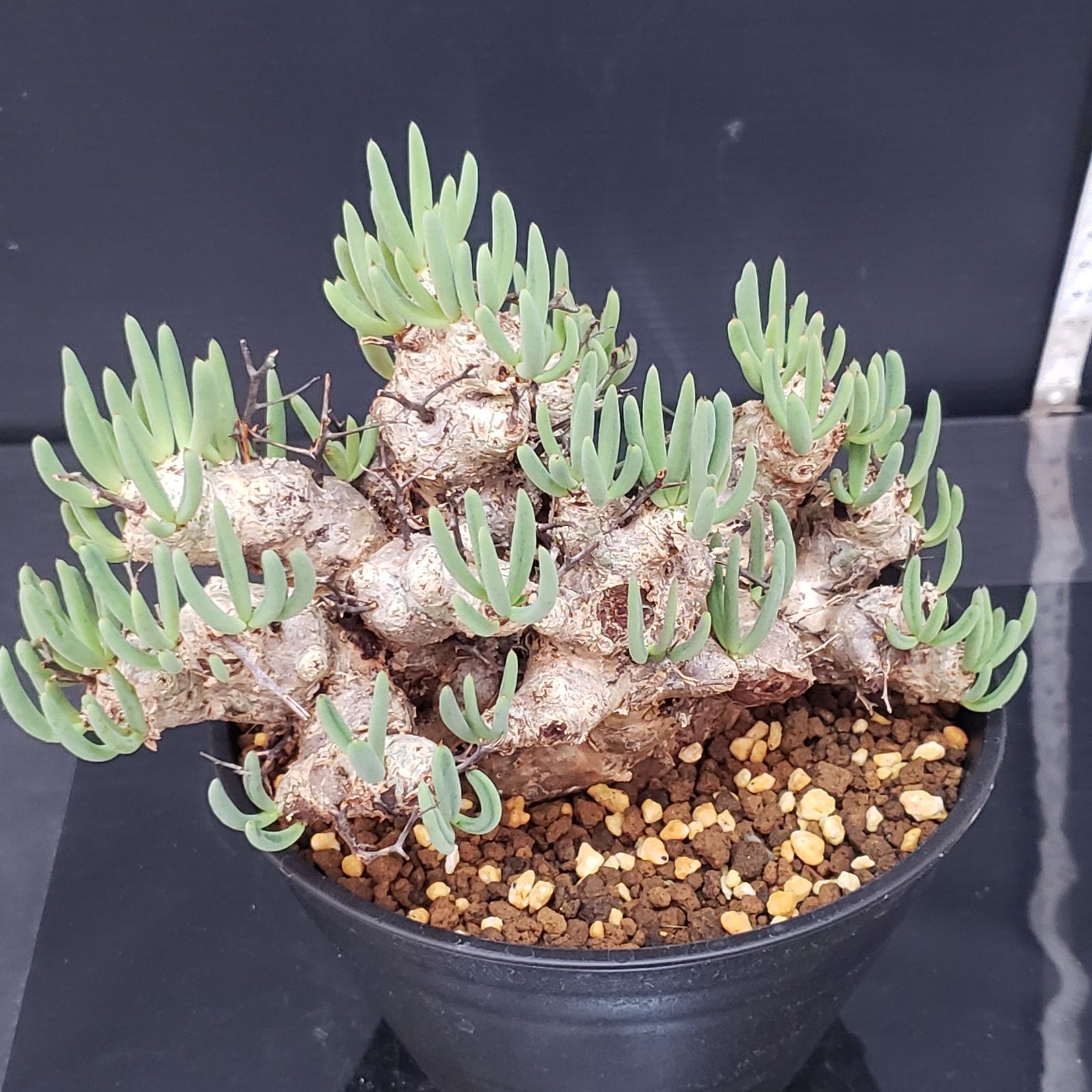 H259【自社養生株】チレコドン レティキュラータス 万物想（現地球・発