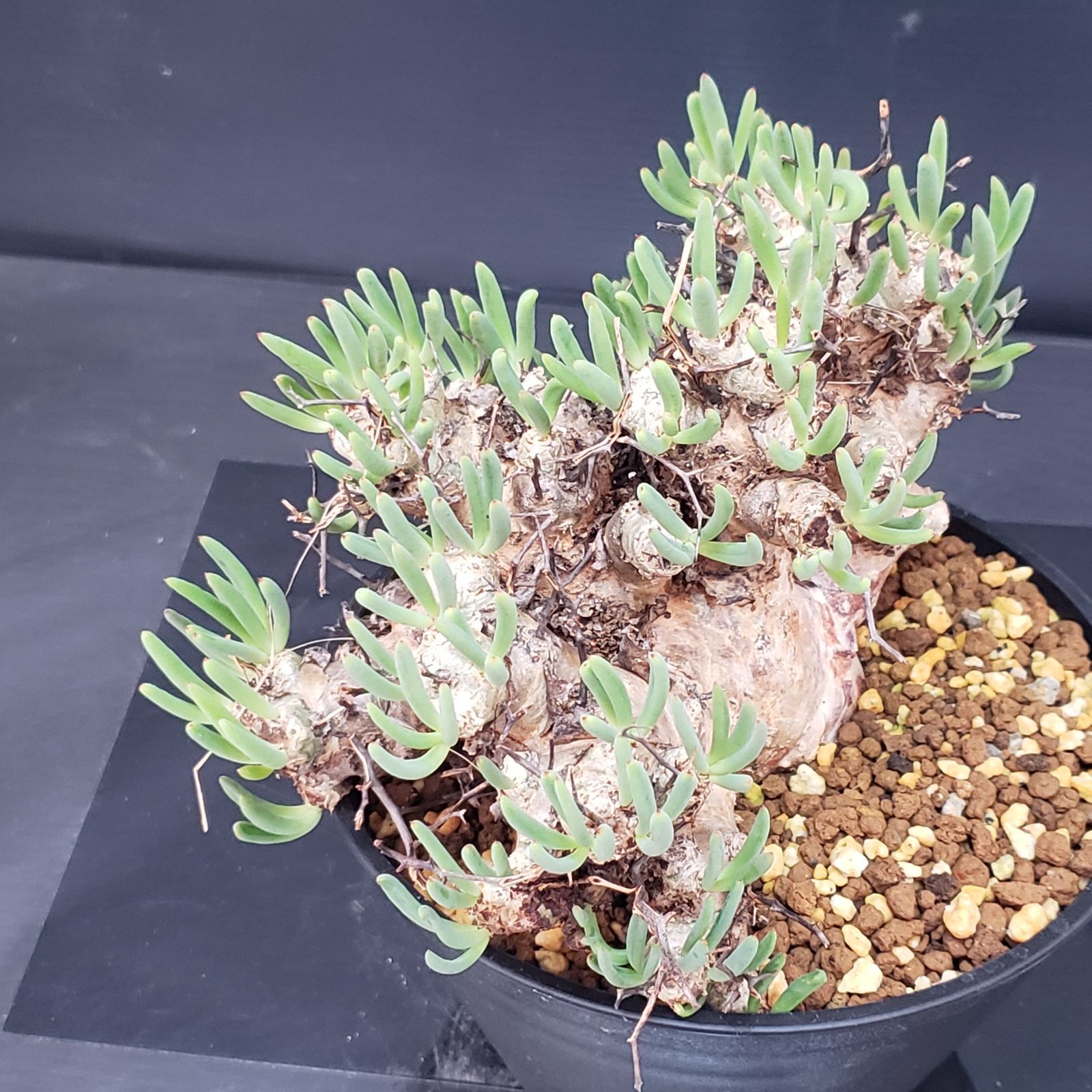 H260【自社養生株】チレコドン レティキュラータス 万物想（現地球・発