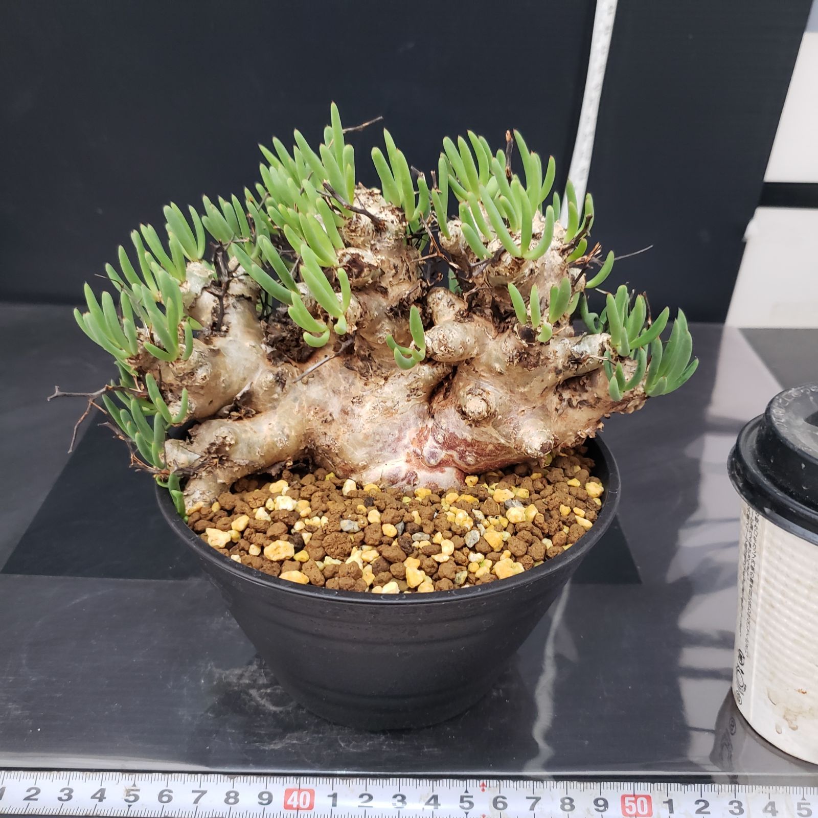 H260【自社養生株】チレコドン レティキュラータス 万物想(現地球・発 H260【自社養生株】チレコドン レティキュラータス 万物想(現地球・発