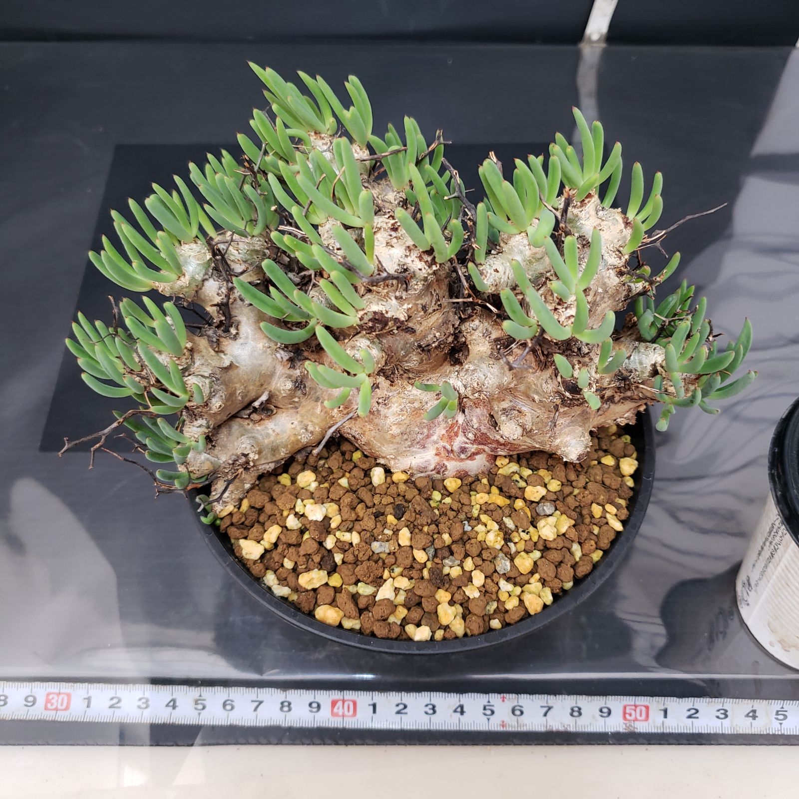 H260【自社養生株】チレコドン レティキュラータス 万物想（現地球・発