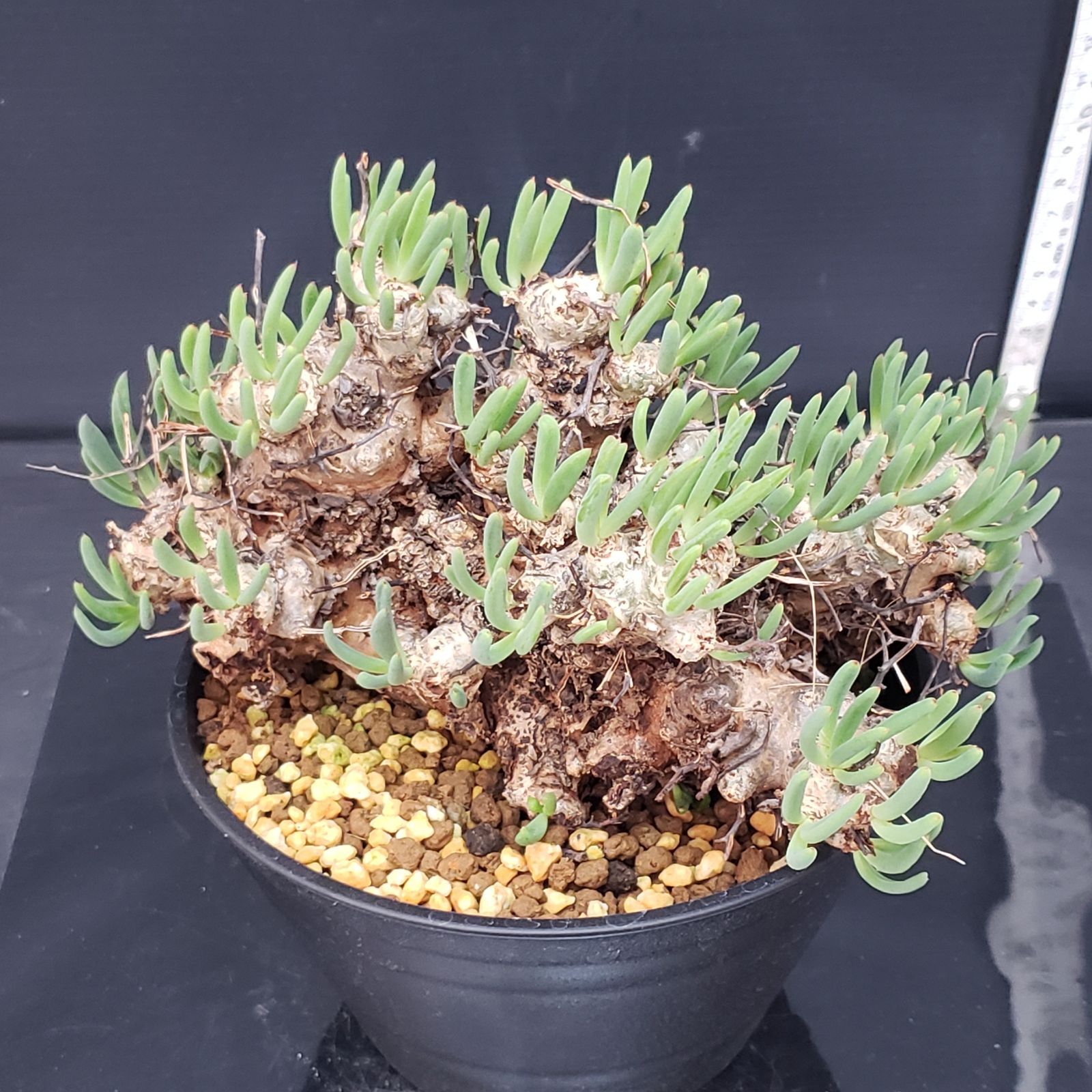 H260【自社養生株】チレコドン レティキュラータス 万物想（現地球・発