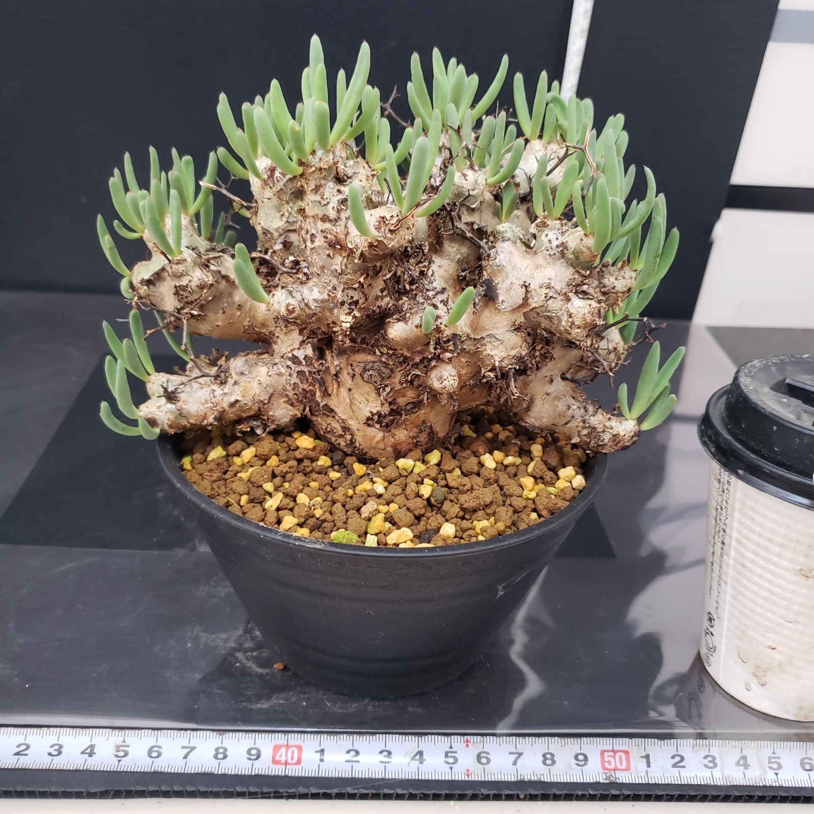 H261【自社養生株】チレコドン レティキュラータス 万物想（現地球・発