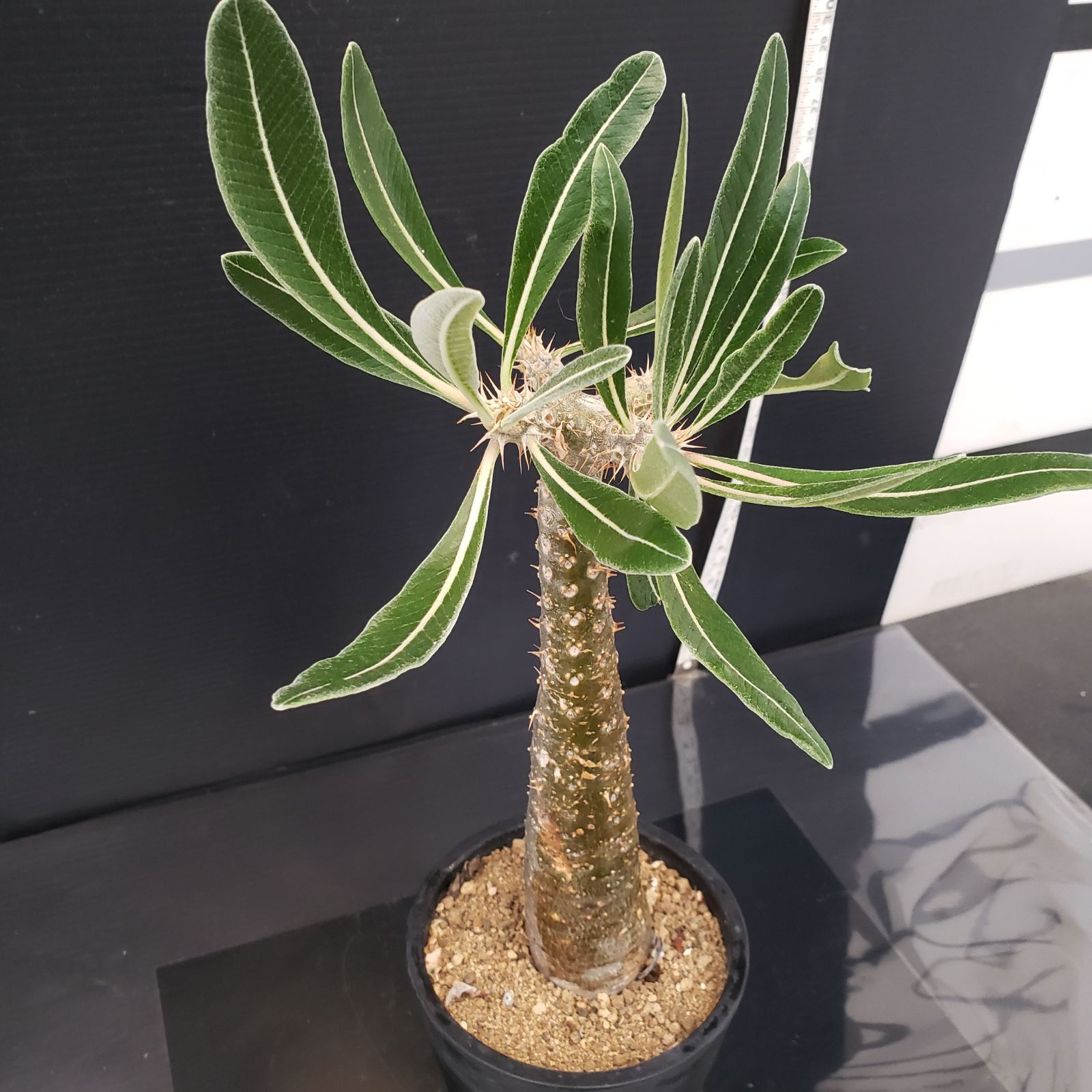 パキポディウム　カクチペス　現地球 パキポディウム カクチペス おへそ 現地球 発根1年以上 | 4S'easons.