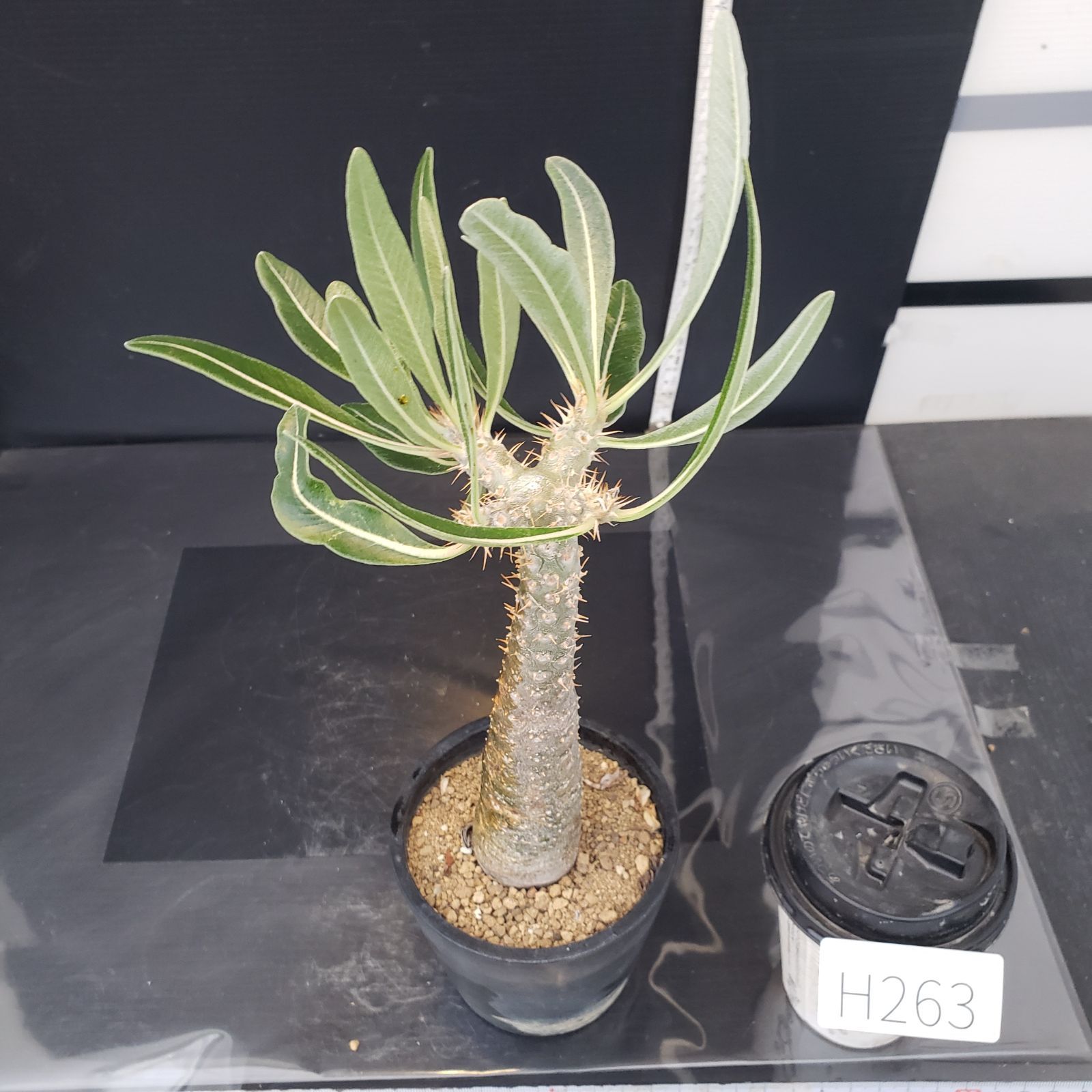 パキポディウム カクチペス　現地球 H263【自社養生株】パキポディウム カクチペス（現地球・発根株