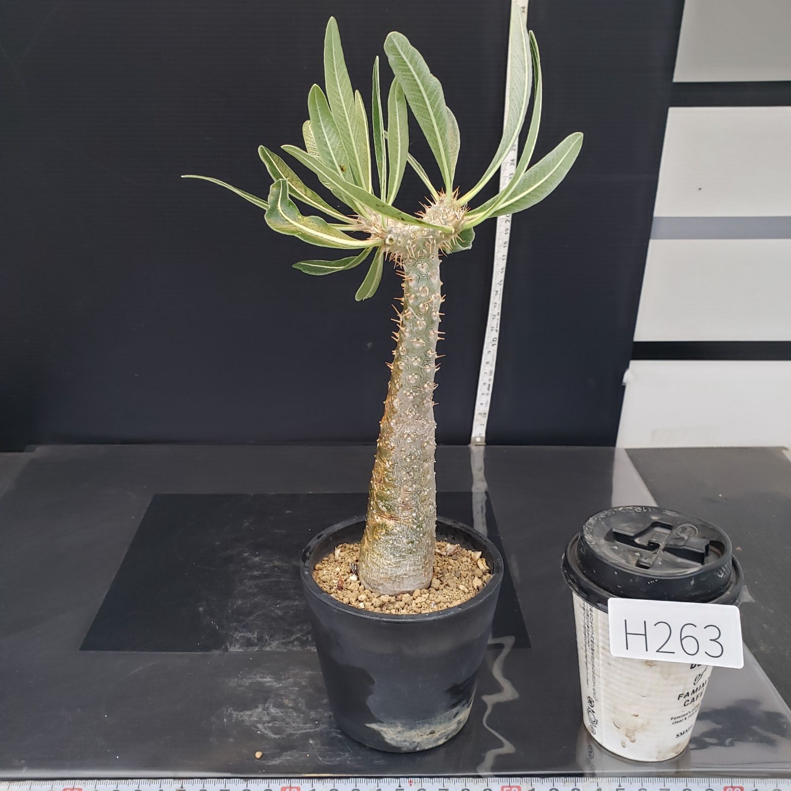 H263【自社養生株】パキポディウム カクチペス（現地球・発根株