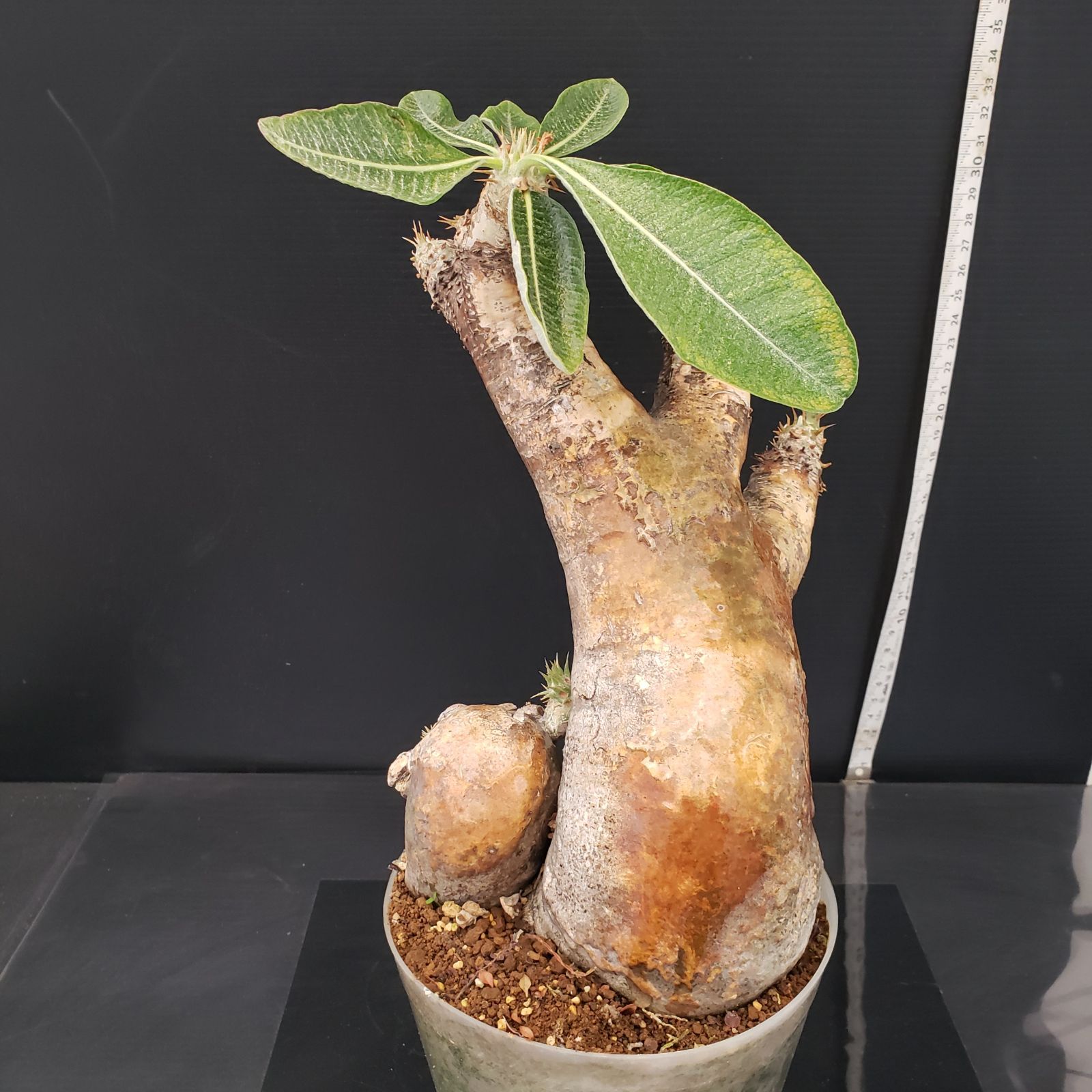 H265【自社養生株】パキポディウム エニグマティクム（現地球・発根株