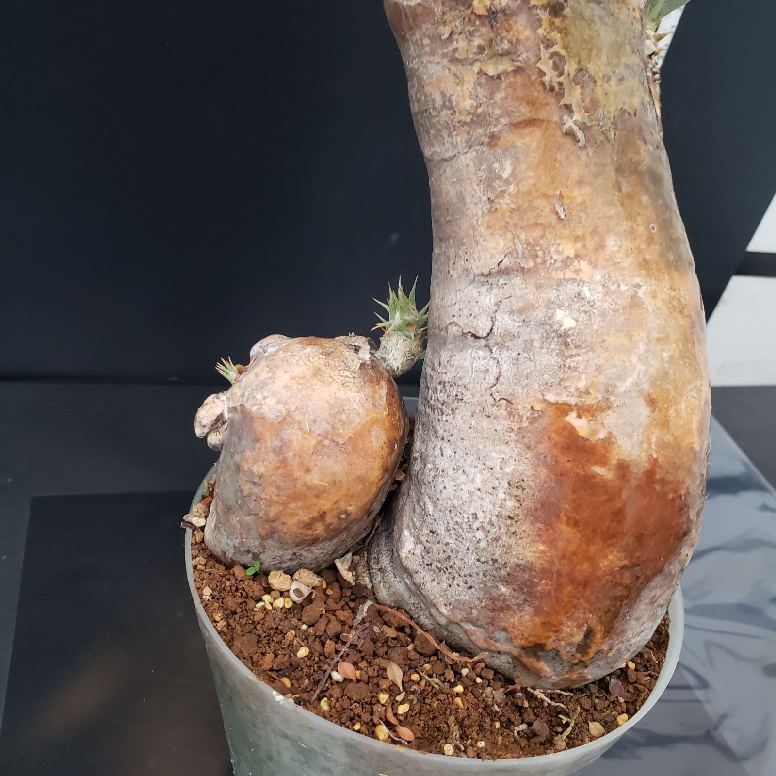 パキポディウム　エニグマティクム　 現地球　発根株（鉢付き） パキポディウム エニグマティクム 現地球 発根株（鉢付き