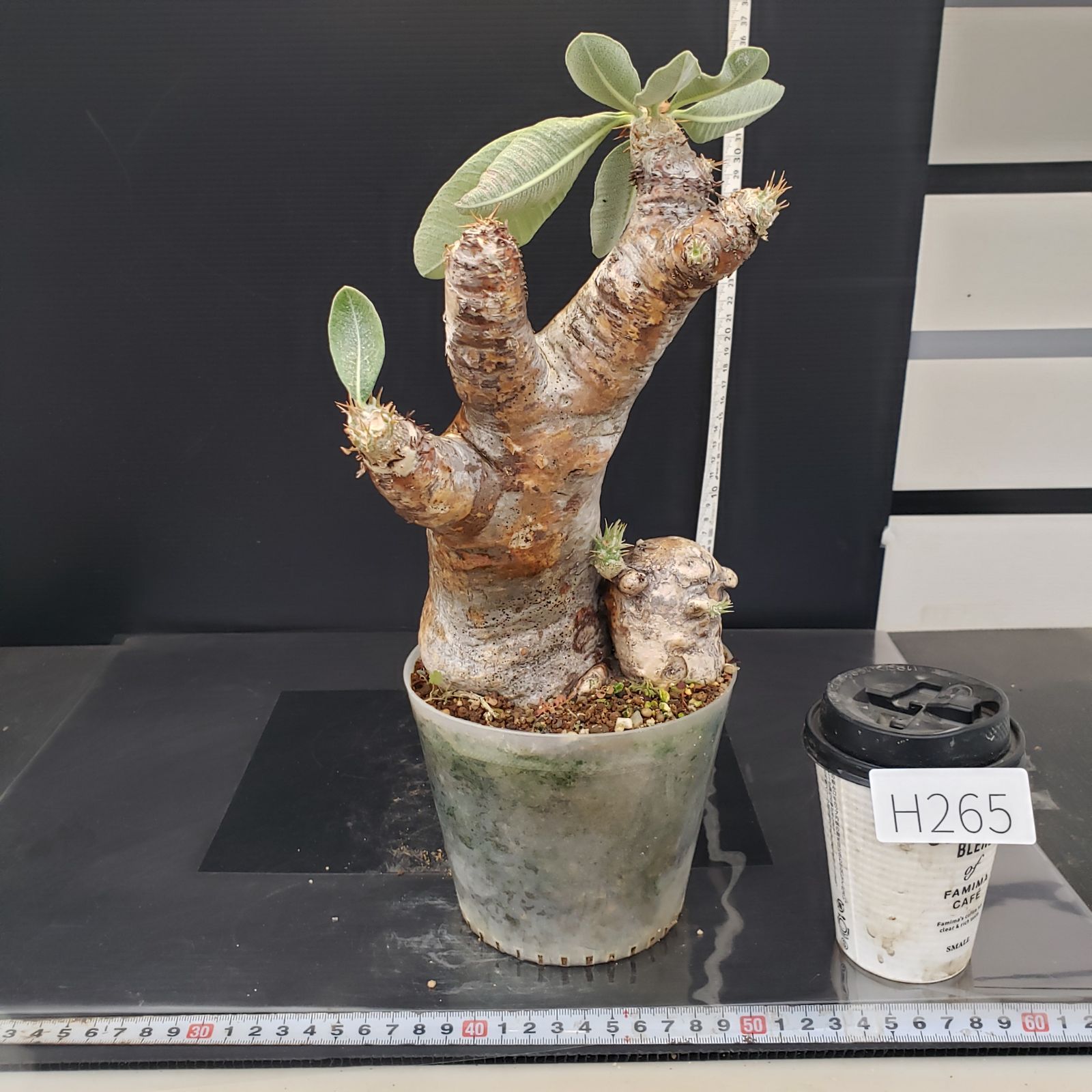 H265【自社養生株】パキポディウム エニグマティクム（現地球・発根株