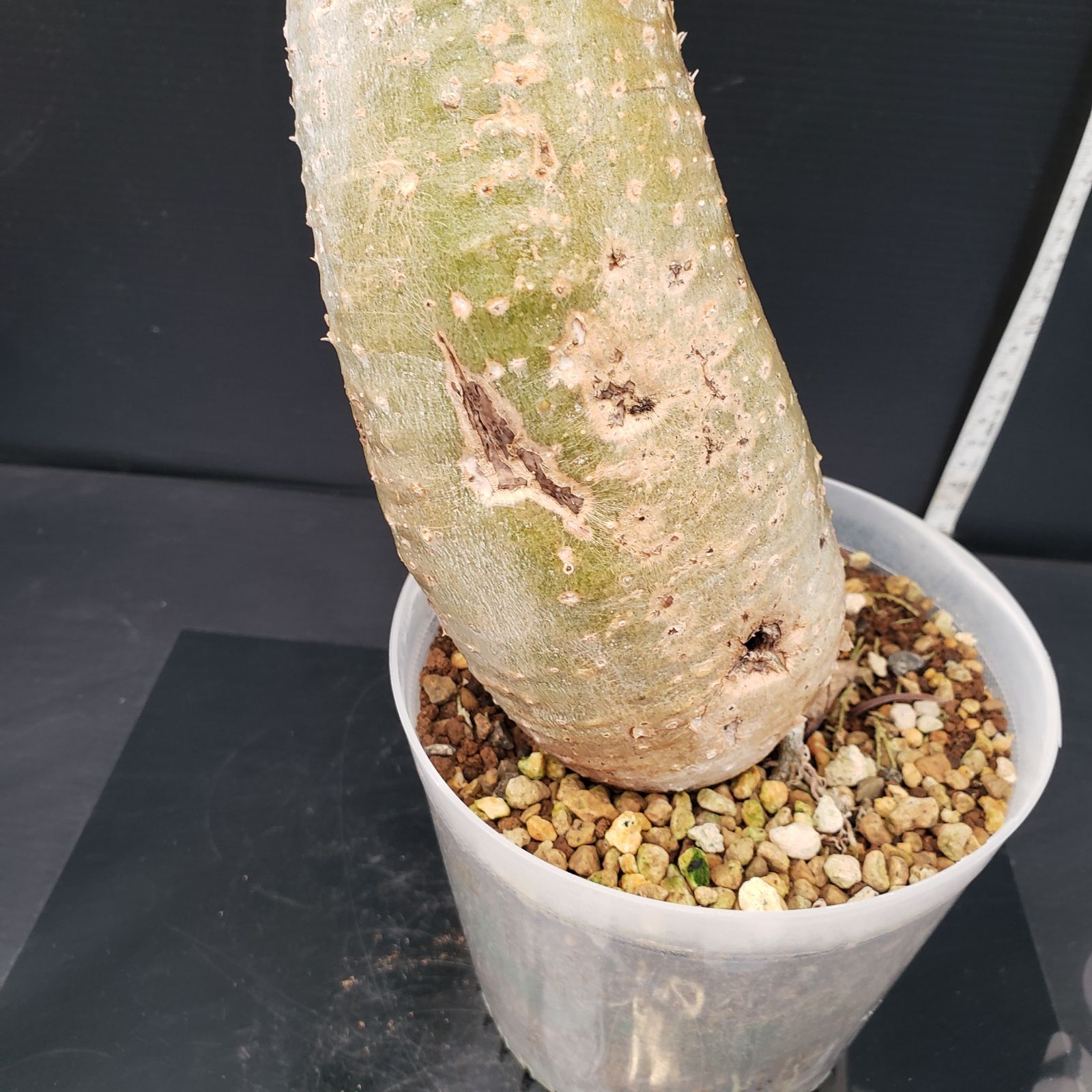 H266【自社養生株】パキポディウム エニグマティクム（現地球・発根株