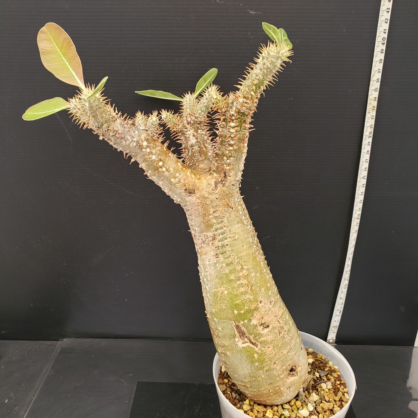 H266【自社養生株】パキポディウム エニグマティクム（現地球・発根株