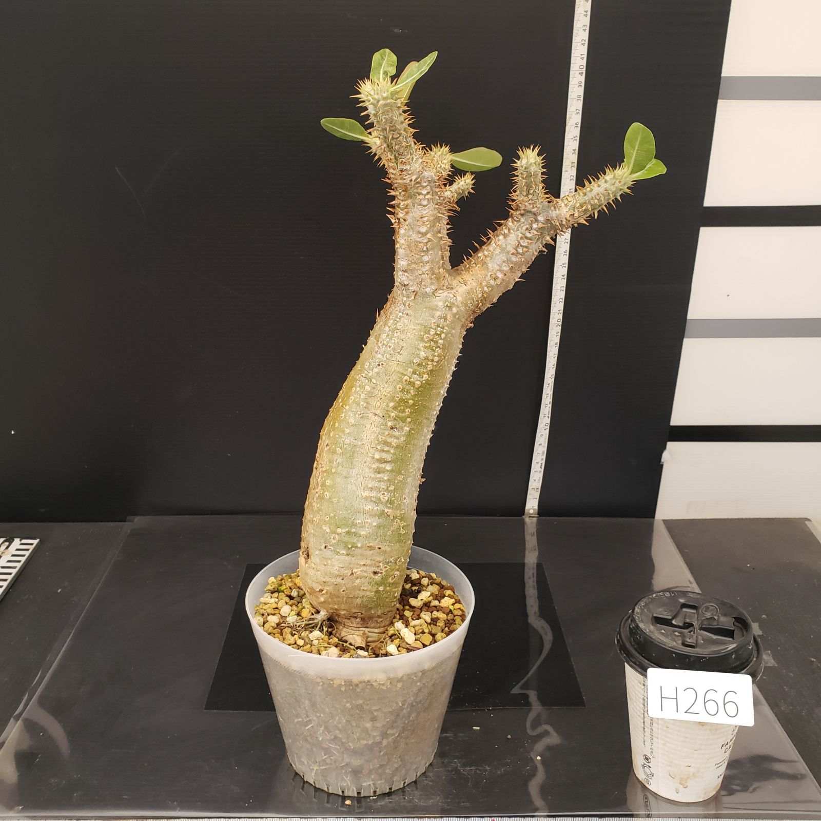 H266【自社養生株】パキポディウム エニグマティクム（現地球・発根株