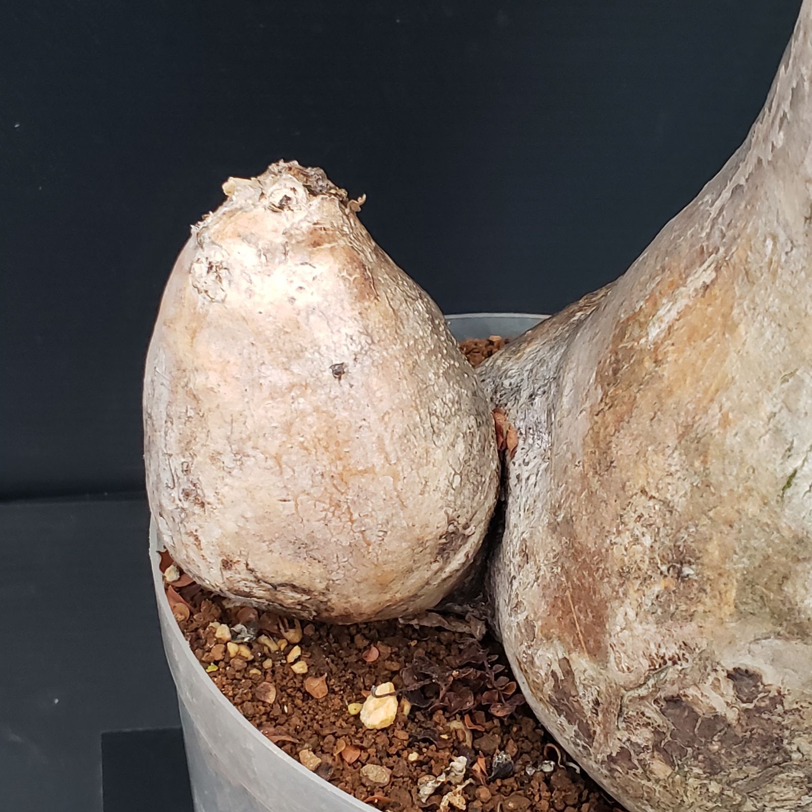 H267【自社養生株】パキポディウム エニグマティクム（現地球・発根株