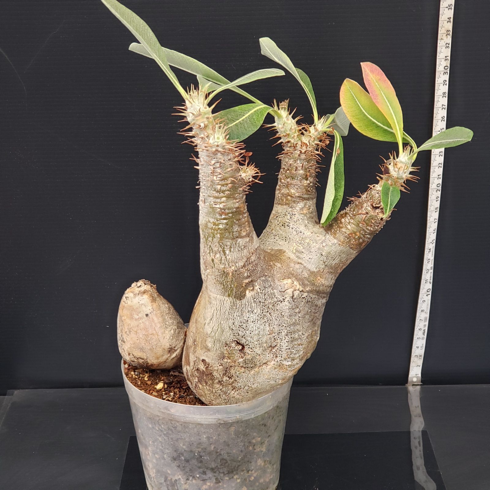 新着パキポデュウム品種不明株 パキポデュウム品種不明株 発根済 現地球