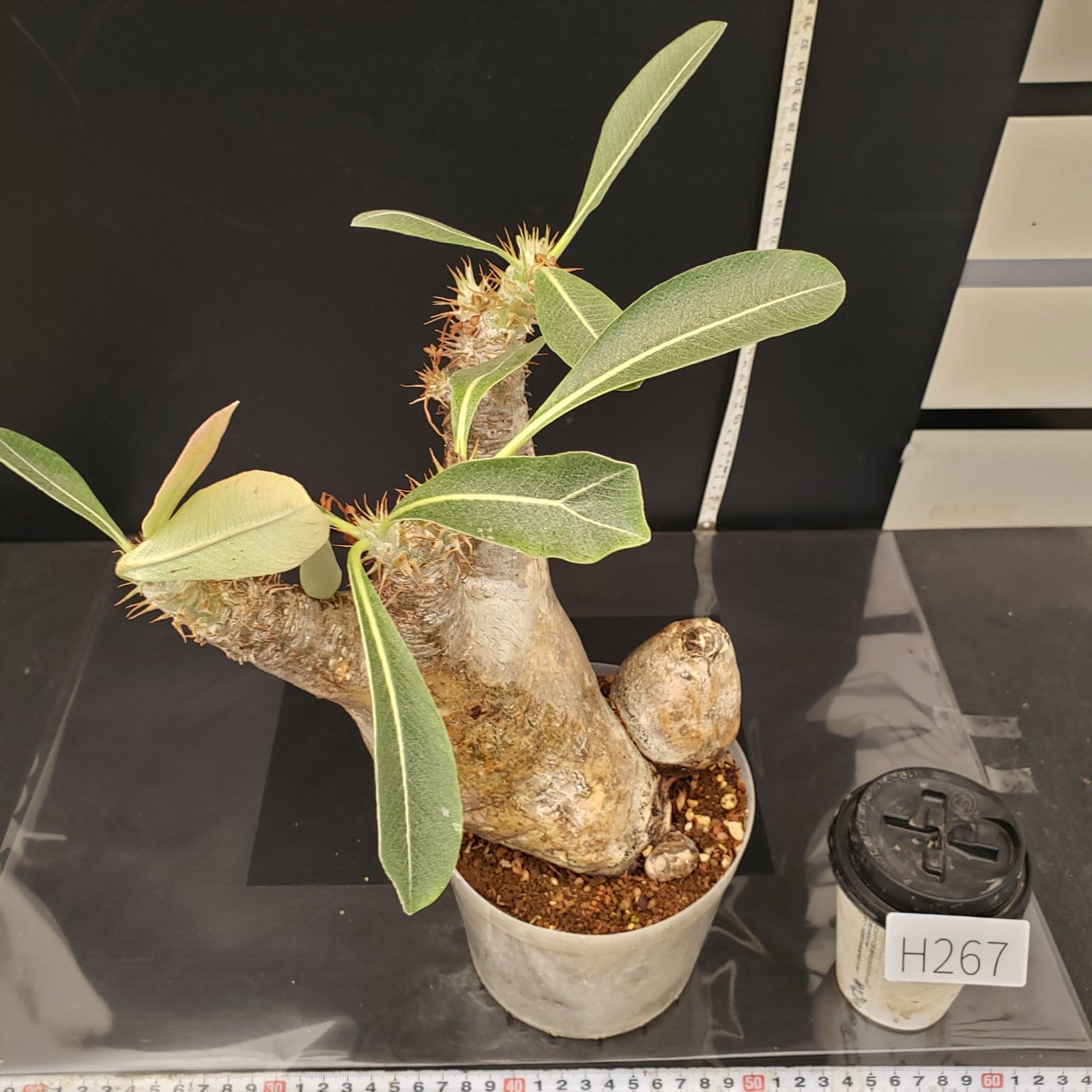 H267【自社養生株】パキポディウム エニグマティクム（現地球・発根株