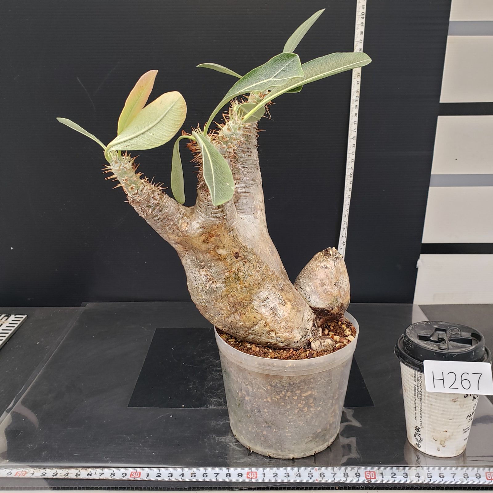 H267【自社養生株】パキポディウム エニグマティクム（現地球・発根株