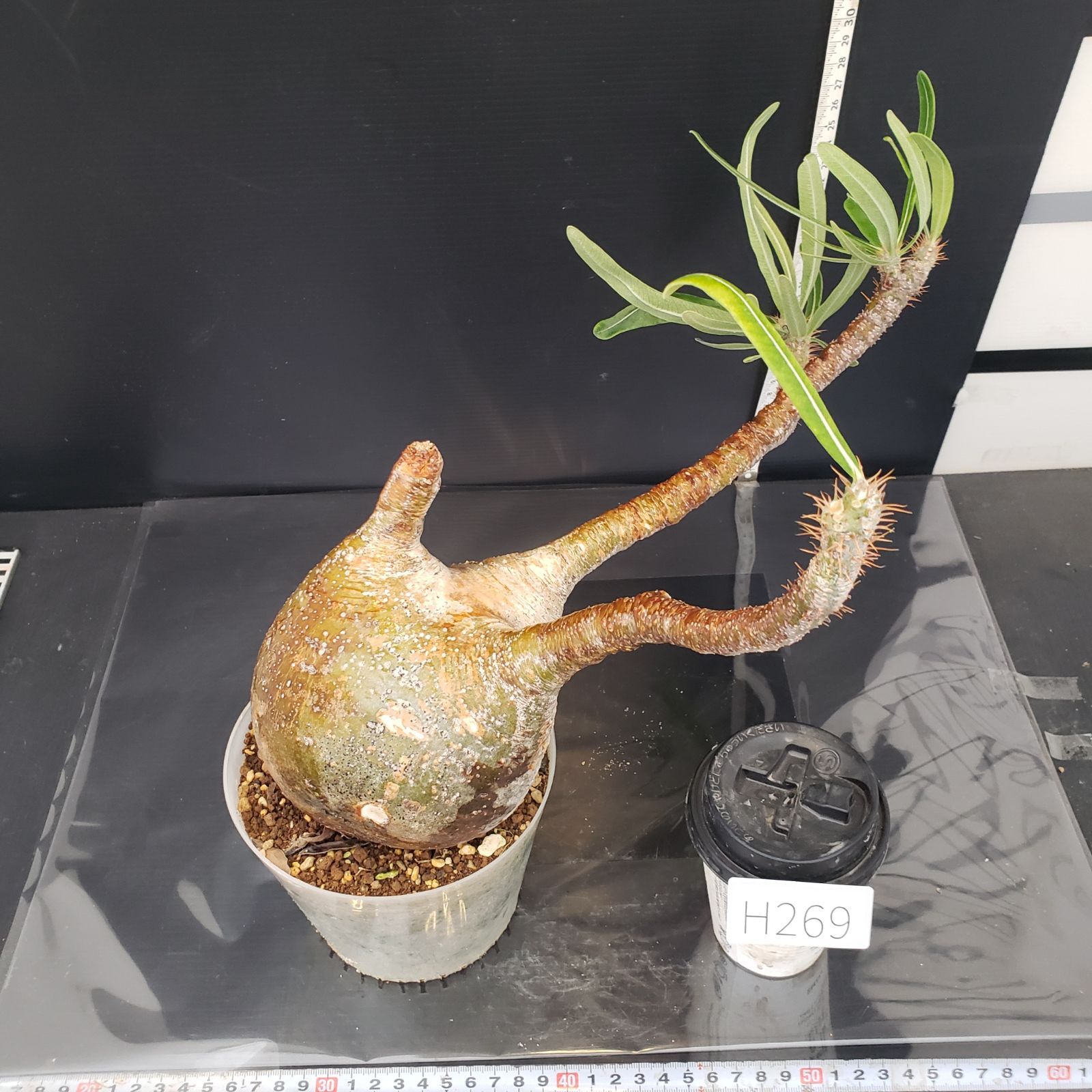 1.パキポディウム グラキリス H269【自社養生株】パキポディウム グラキリス（M）（現地球・発根株