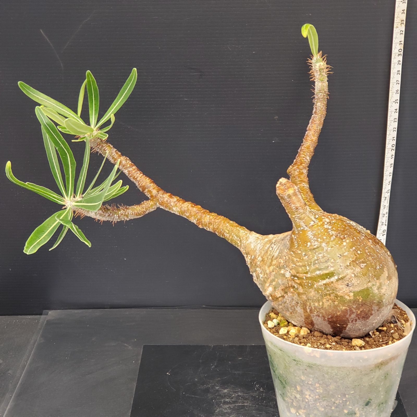 H269【自社養生株】パキポディウム グラキリス（M）（現地球・発根株