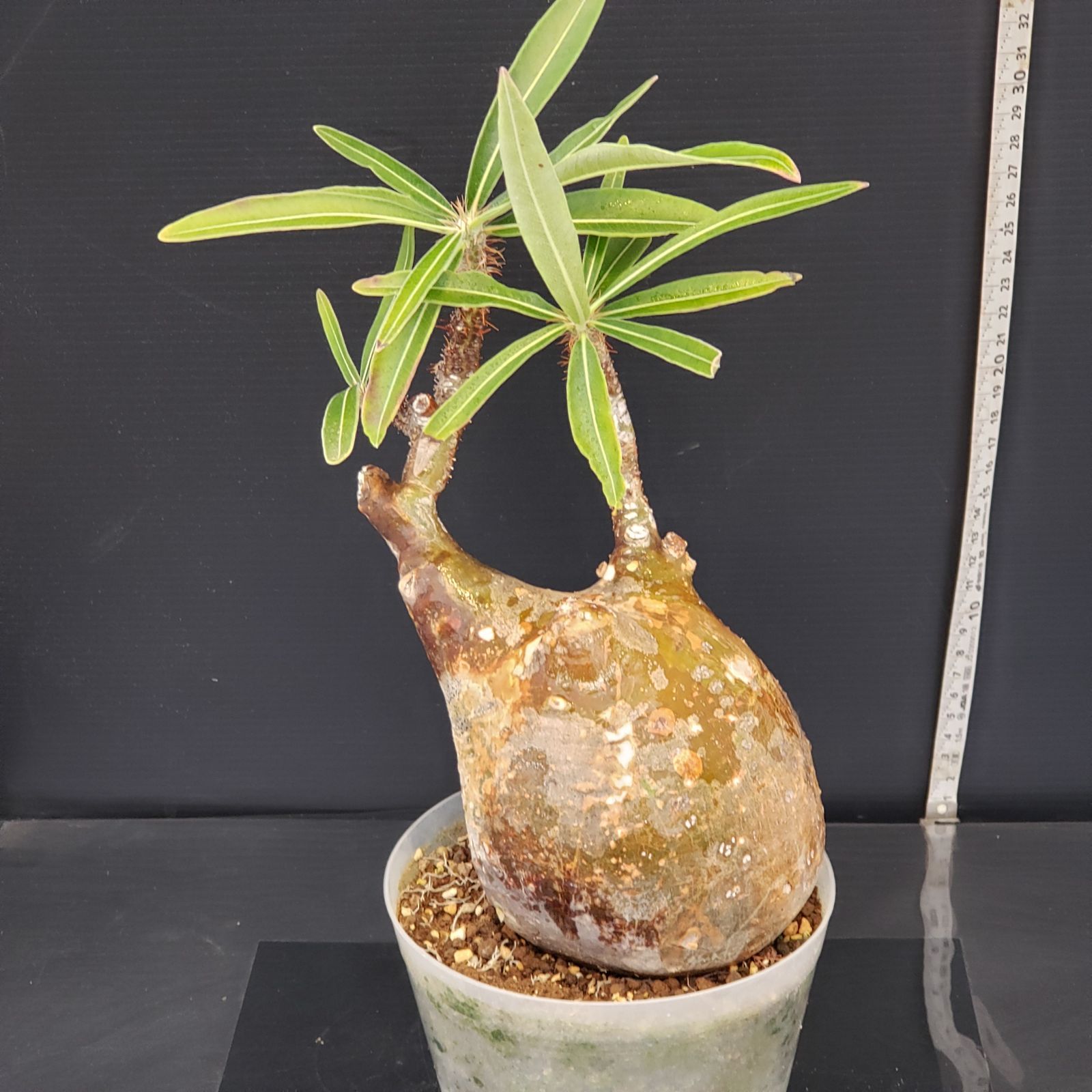 H270【自社養生株】パキポディウム グラキリス（M）（現地球・発根株