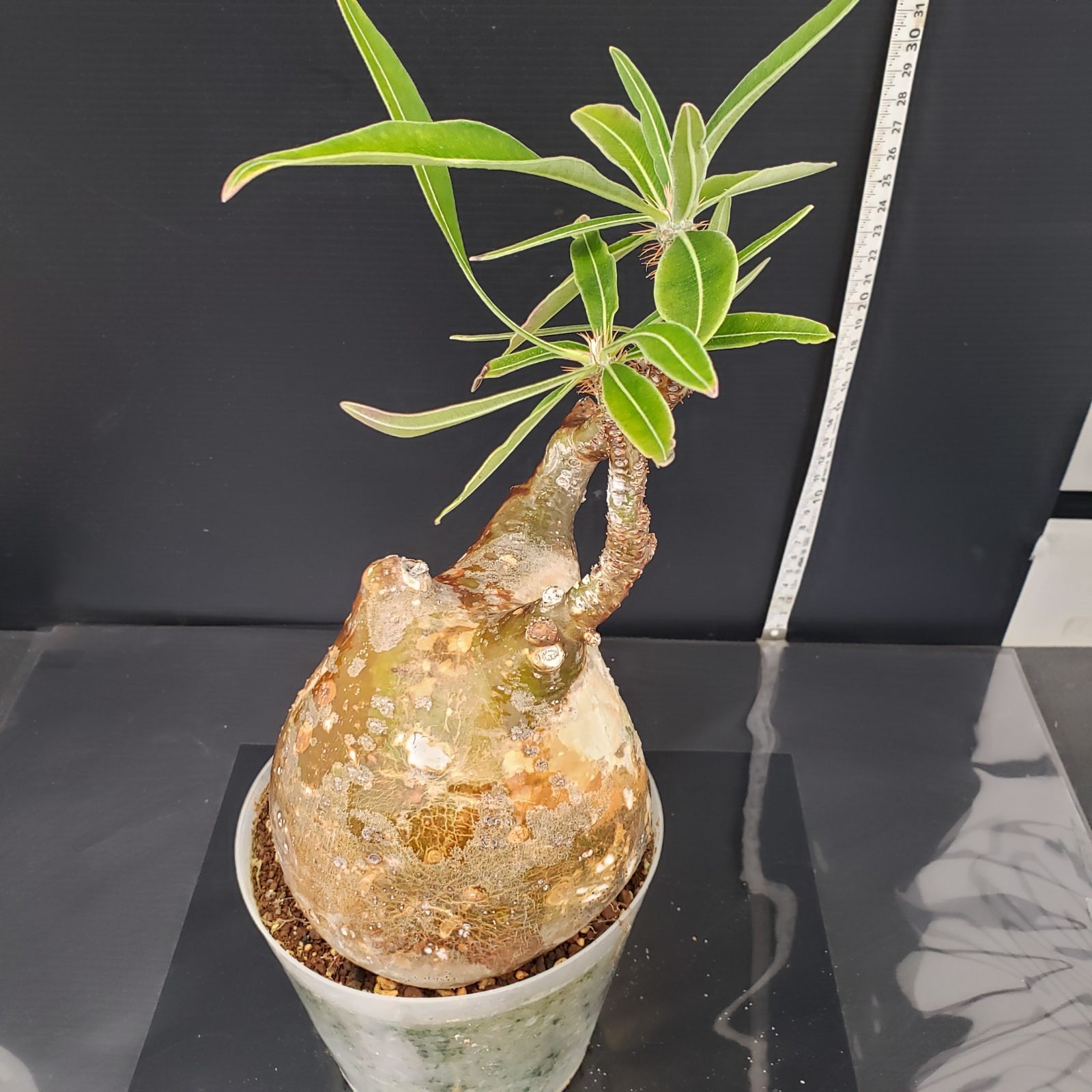 H270【自社養生株】パキポディウム グラキリス（M）（現地球・発根株