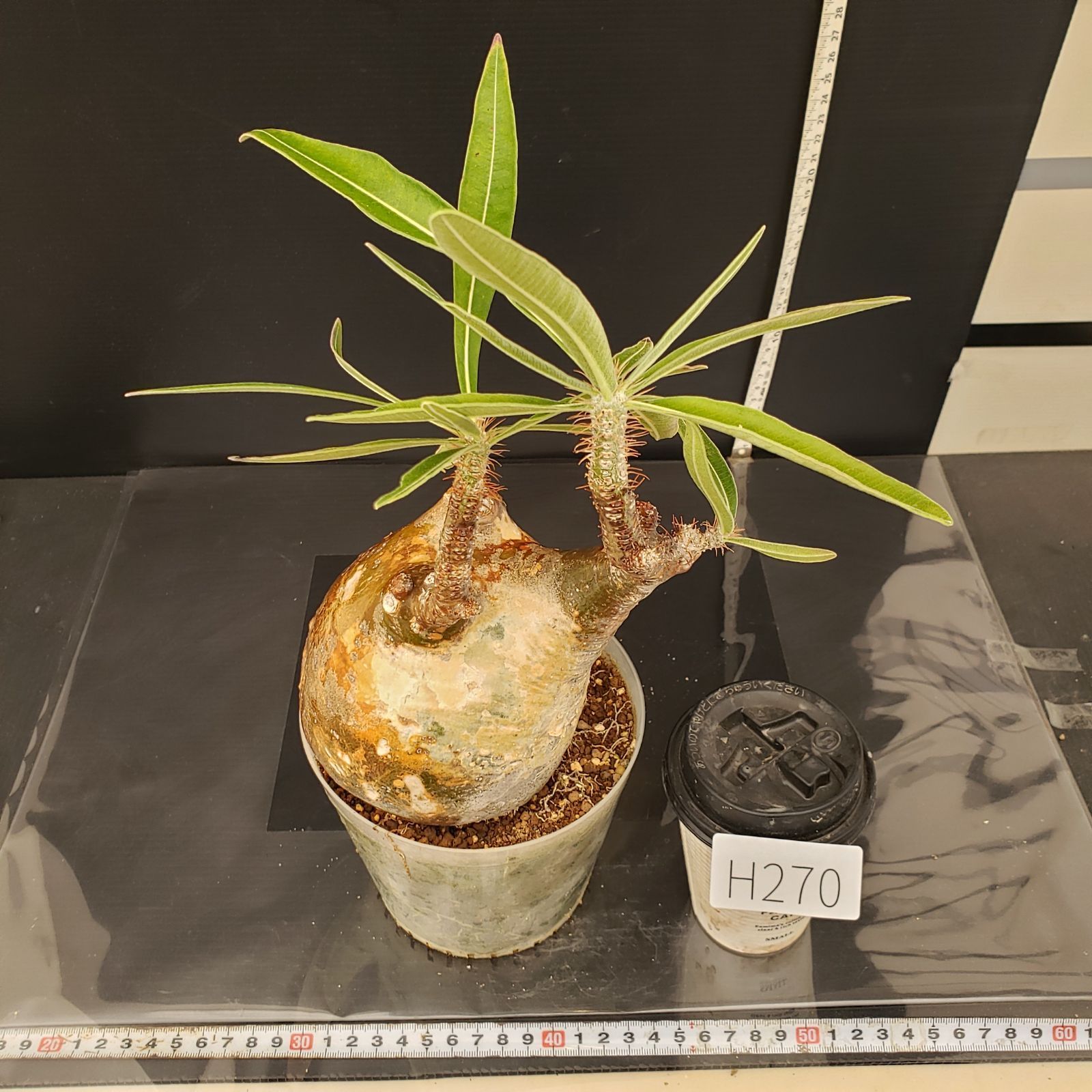 H270【自社養生株】パキポディウム グラキリス（M）（現地球・発根株