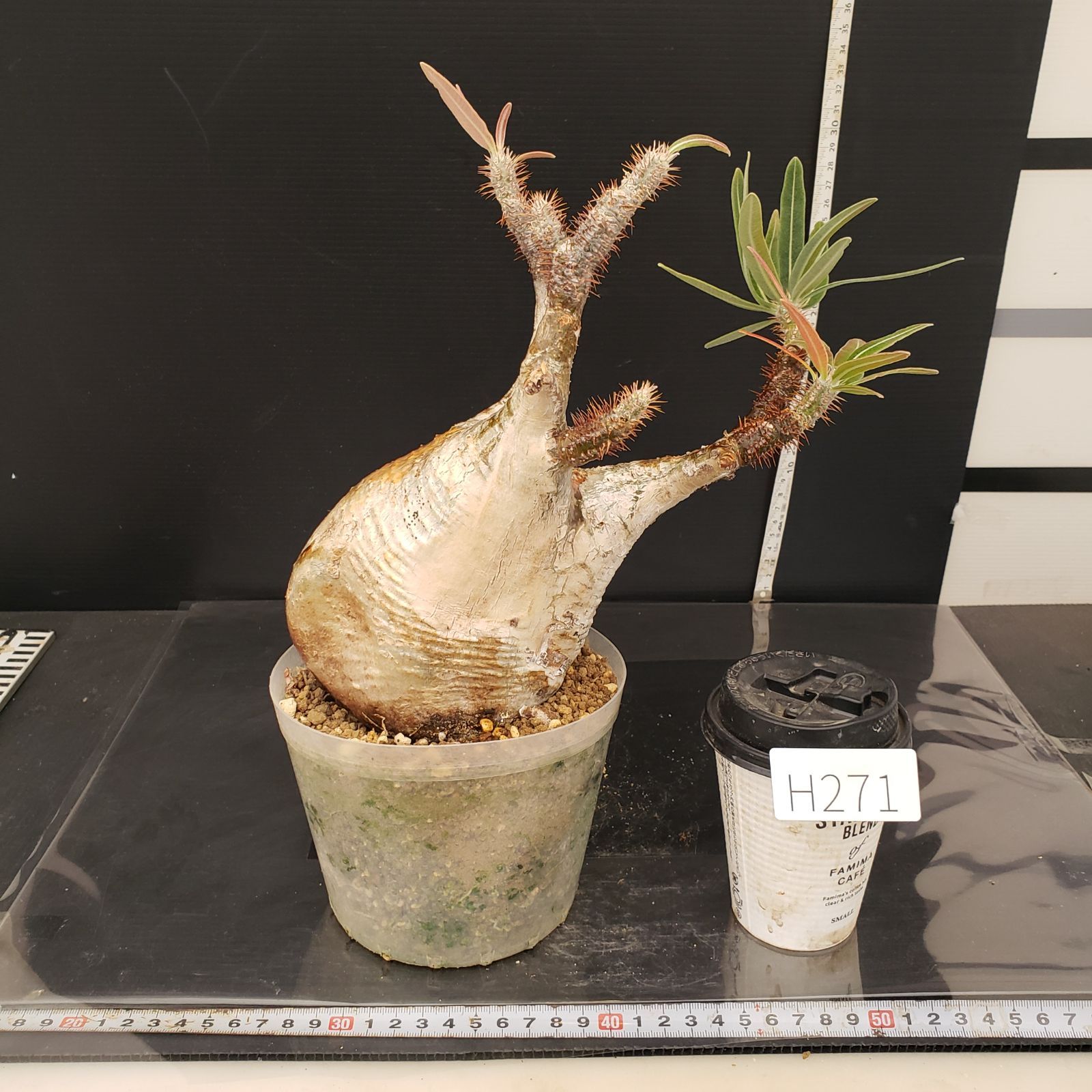 H271【自社養生株】パキポディウム グラキリス（M）（現地球・発根株