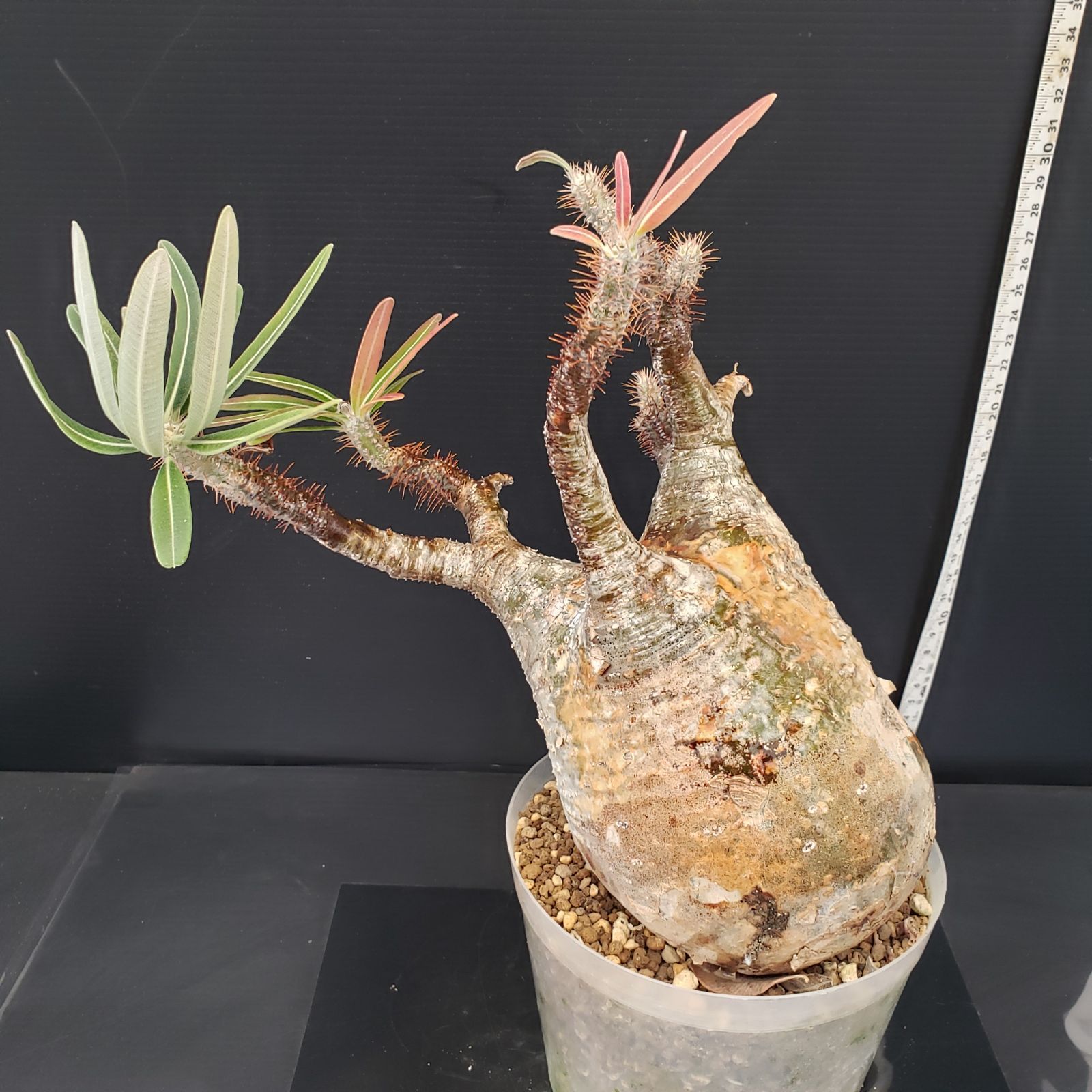 【コレクション株】手乗りグラキリス】パキポディウム グラキリス(発根済) パキポディウムグラキリス7 7 塊根植物-パキポディウム グラキリス