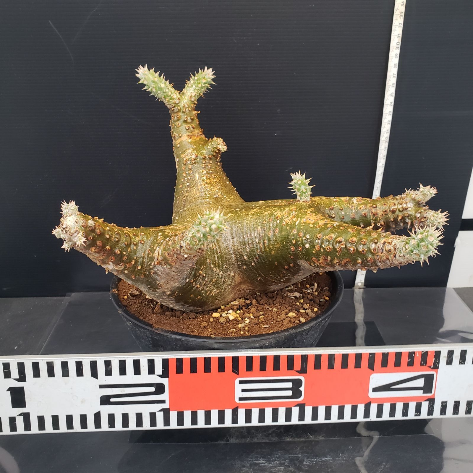 現地球 パキポディウム・カクチペス パキポディウム カクチペス | hanayoshi-botanical