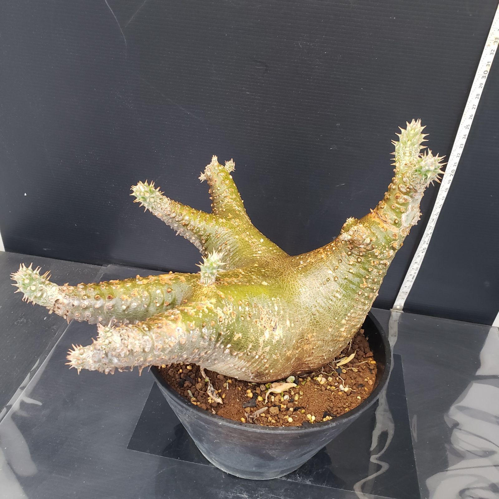 H272【自社養生株】パキポディウム カクチペス（L）（現地球・発根株