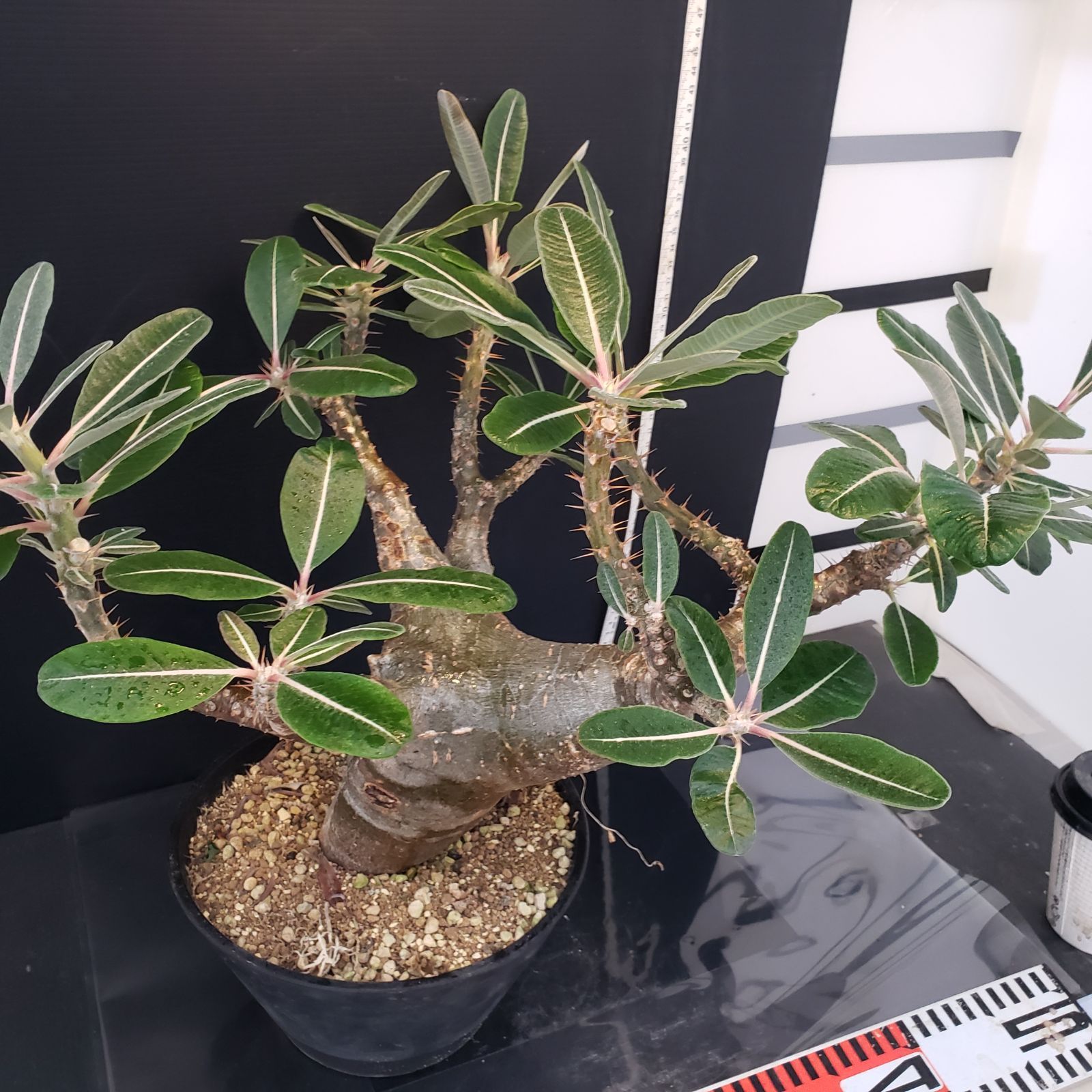 H273【自社養生株】パキポディウム カクチペス（L）（現地球・発根株