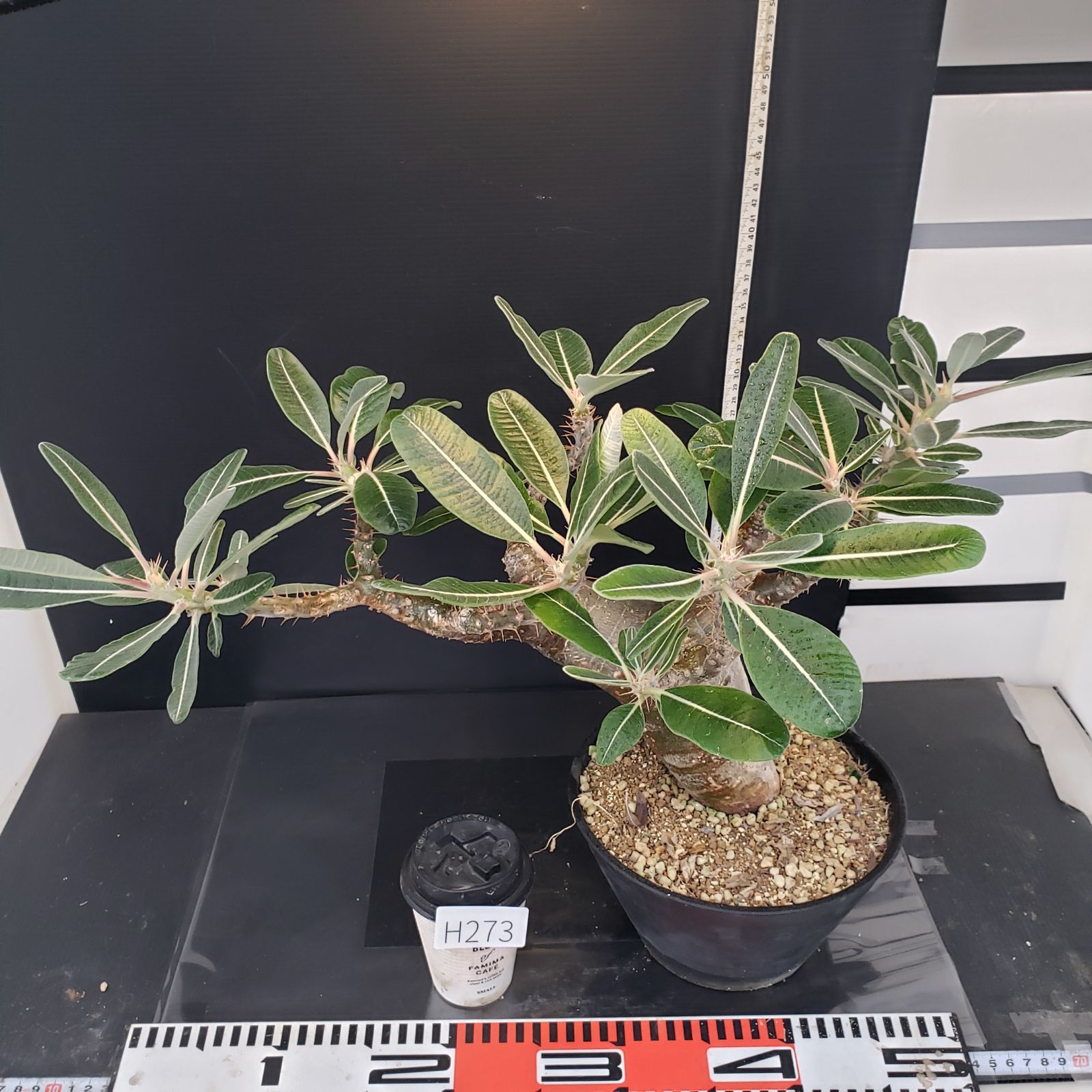 H273【自社養生株】パキポディウム カクチペス（L）（現地球・発根株