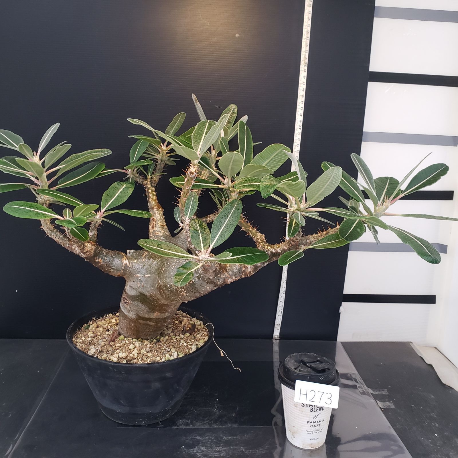 塊根植物　パキポディウム 　カクチペス 1558137095393_534960_photo-min