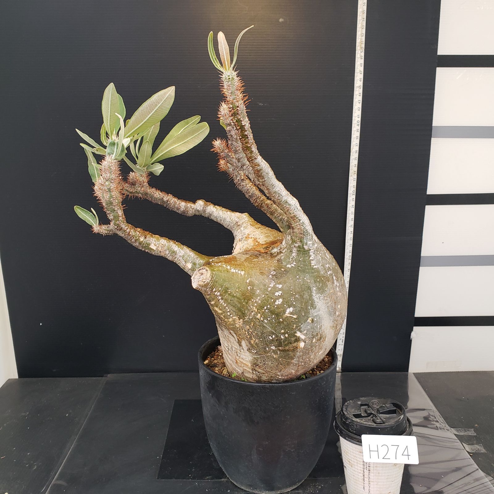 パキポディウム グラキリス 現地株 L H274【自社養生株】パキポディウム グラキリス（L）（現地球・発根株