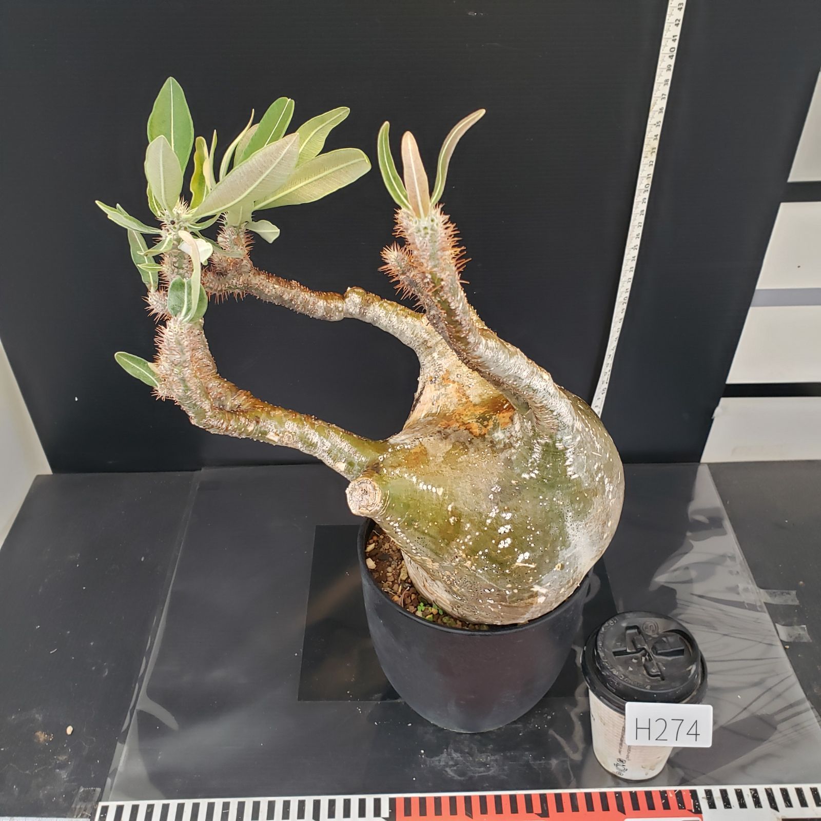 パキポディウム　グラキリス　現地球 発根株　花芽付き（鉢付き） パキポディウム グラキリス 現地球 発根株 花芽付き 大き目（鉢付き