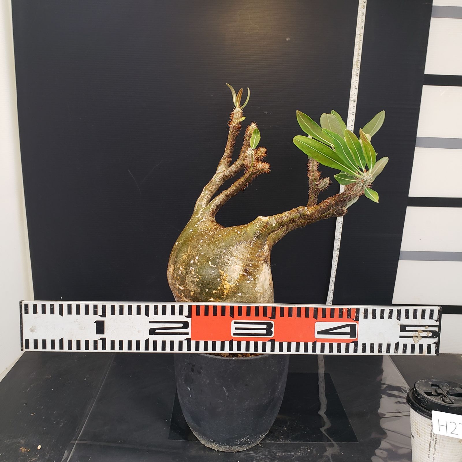 H274【自社養生株】パキポディウム グラキリス(L)(現地球・発根株 H274【自社養生株】パキポディウム グラキリス(L)(現地球・発根株