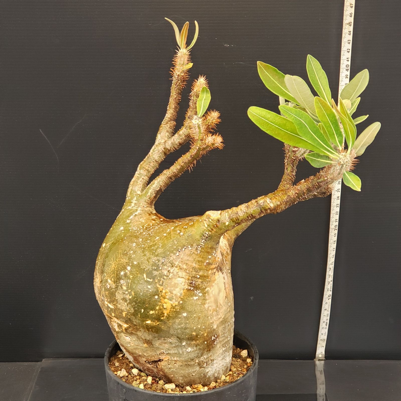 H274【自社養生株】パキポディウム グラキリス（L）（現地球・発根株