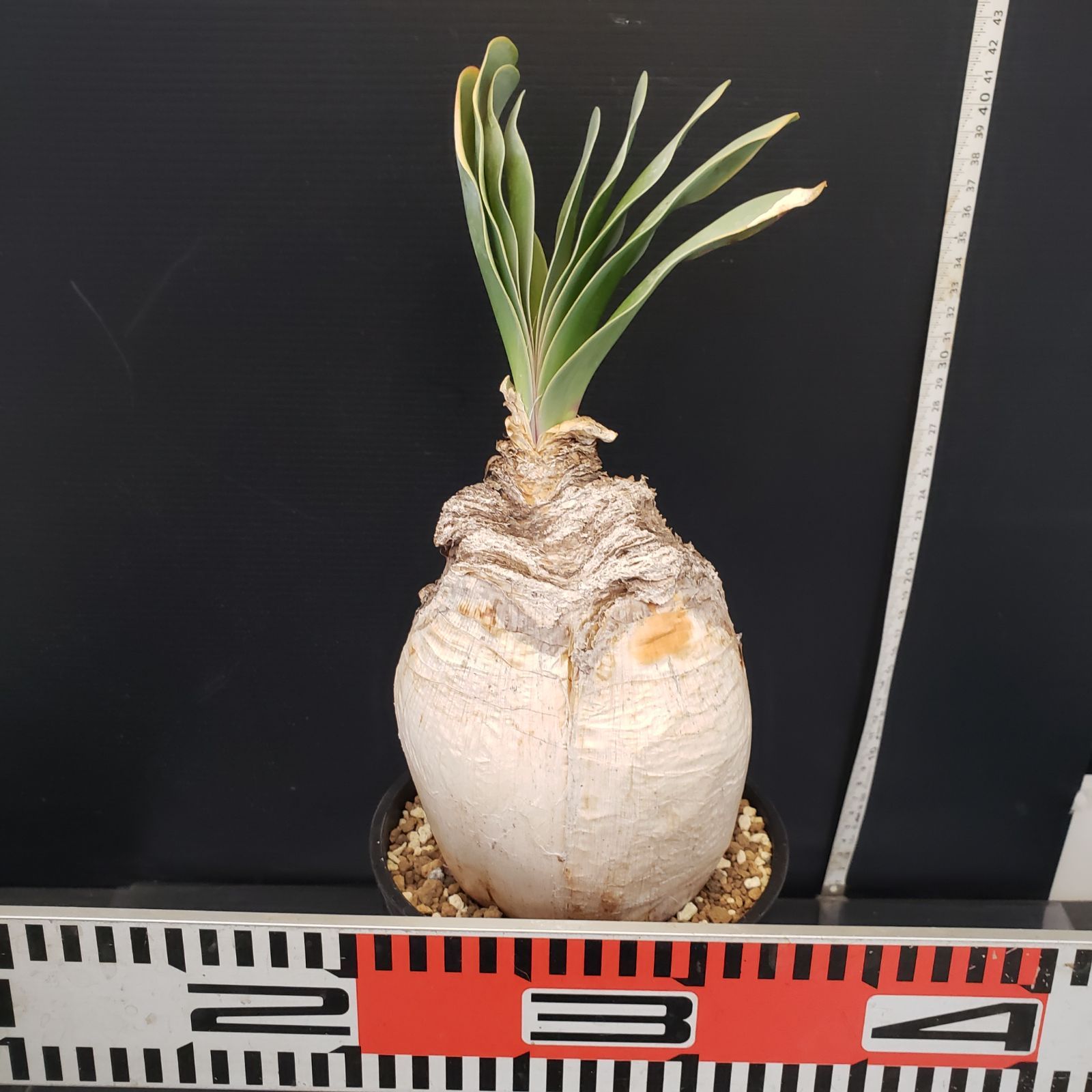 H275【自社養生株】ブーファン ハエマンソイデス(現地球・発根株 H275【自社養生株】ブーファン ハエマンソイデス(現地球・発根株